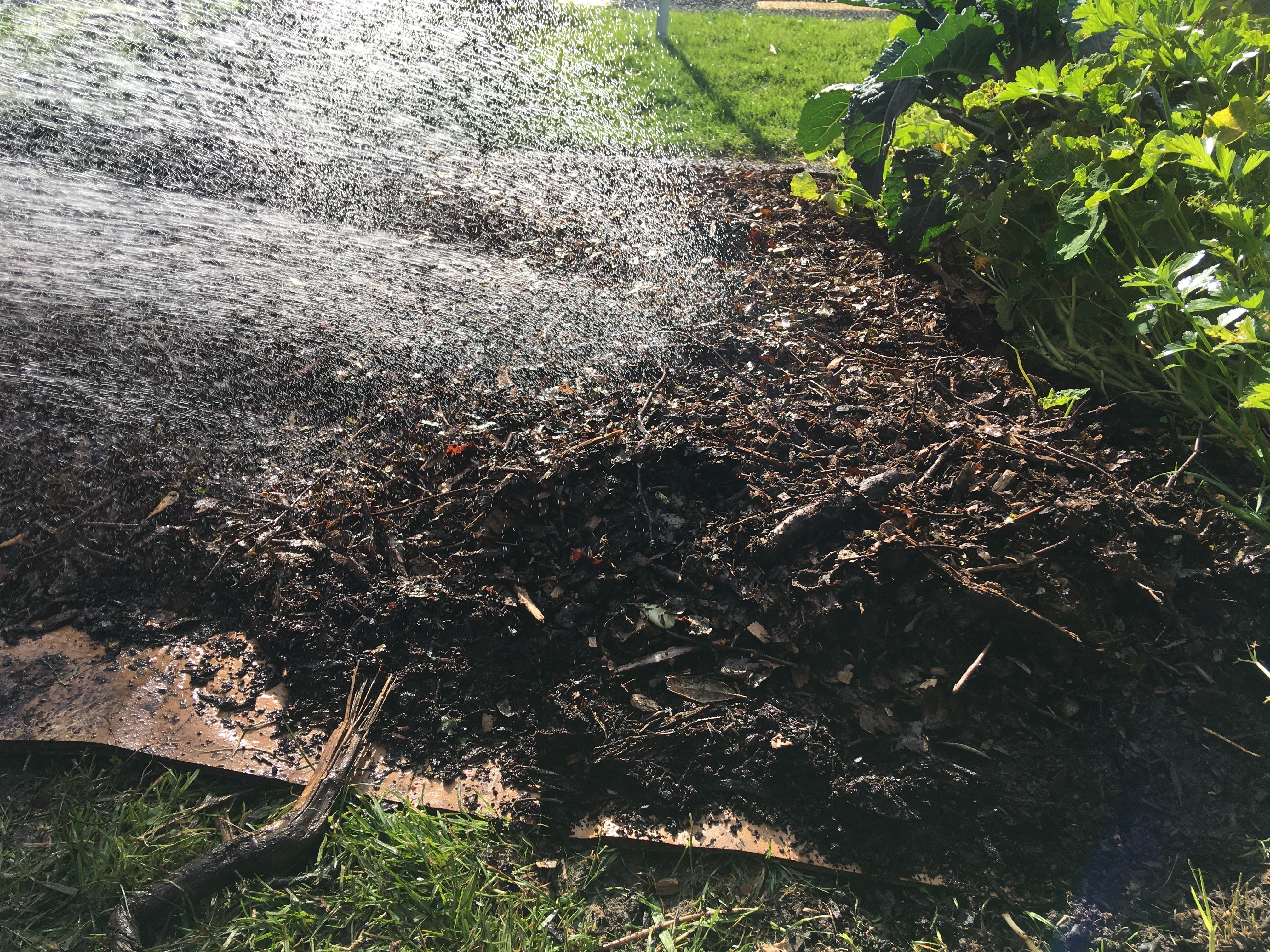 10 wet the mulch layer