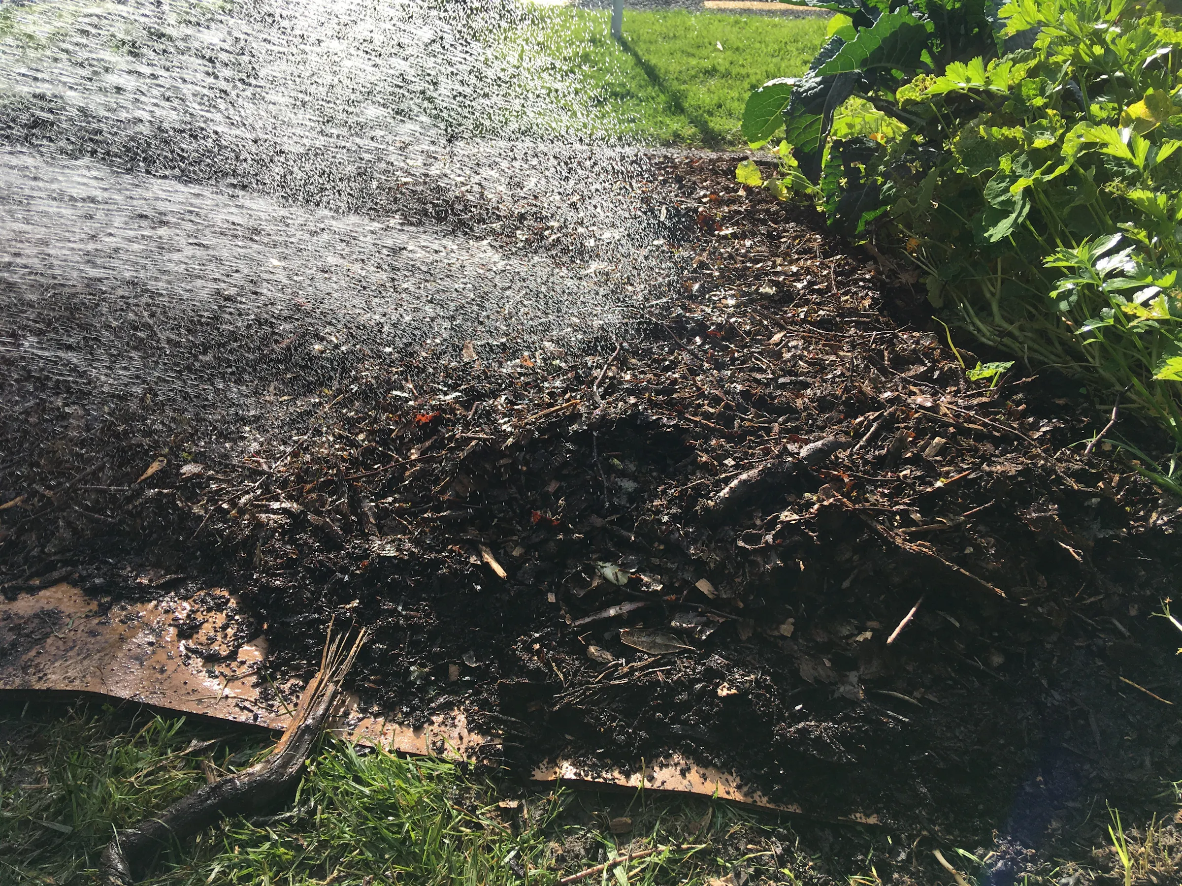 10 wet the mulch layer