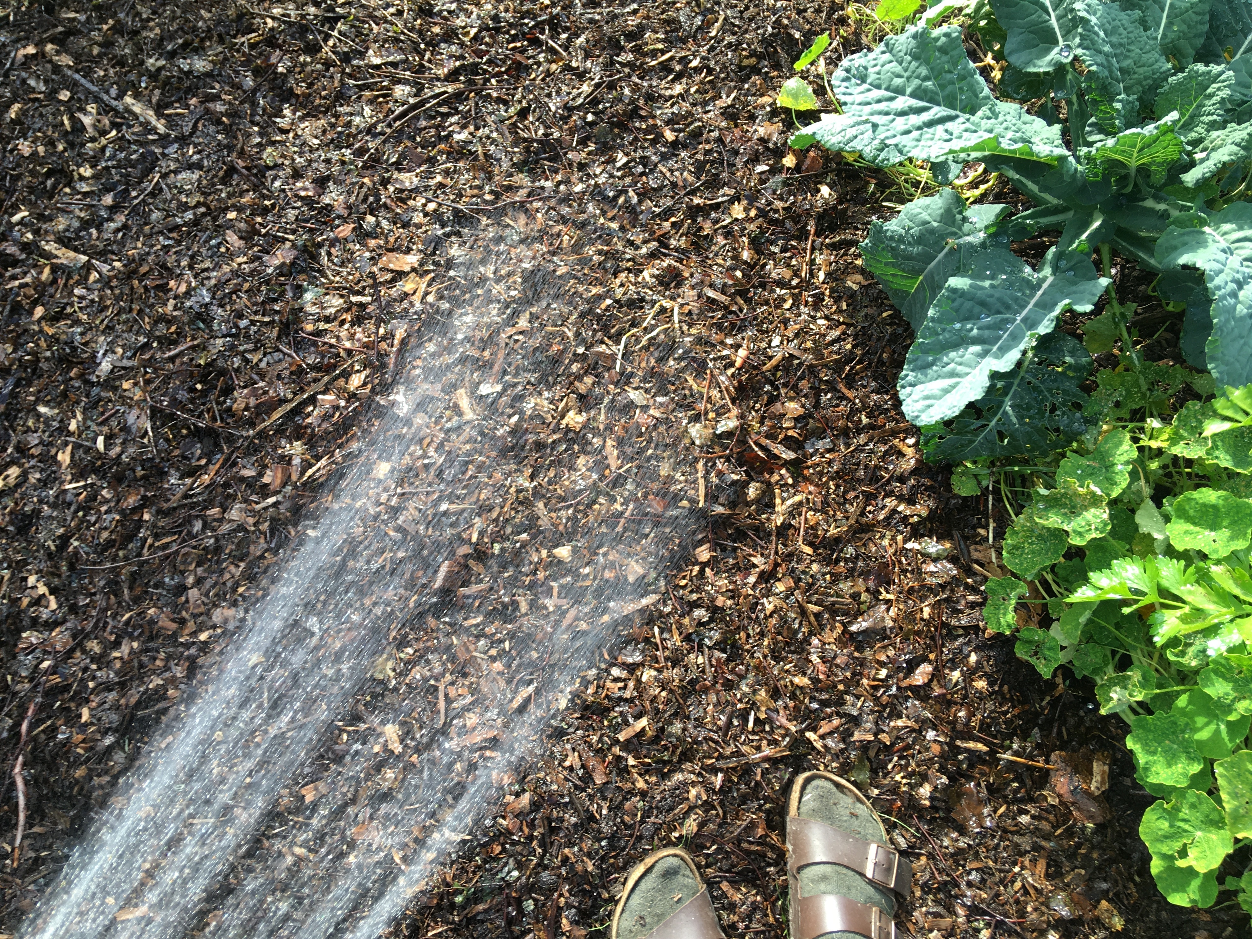 11 wander and wet the mulch