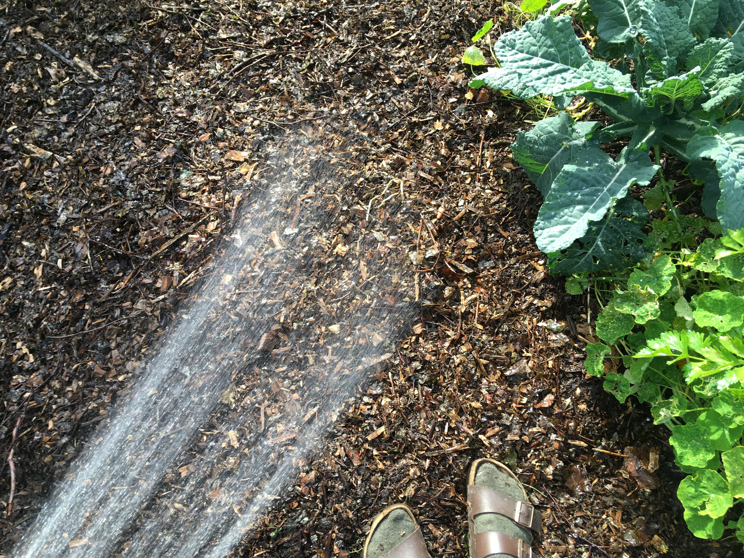 11 wander and wet the mulch
