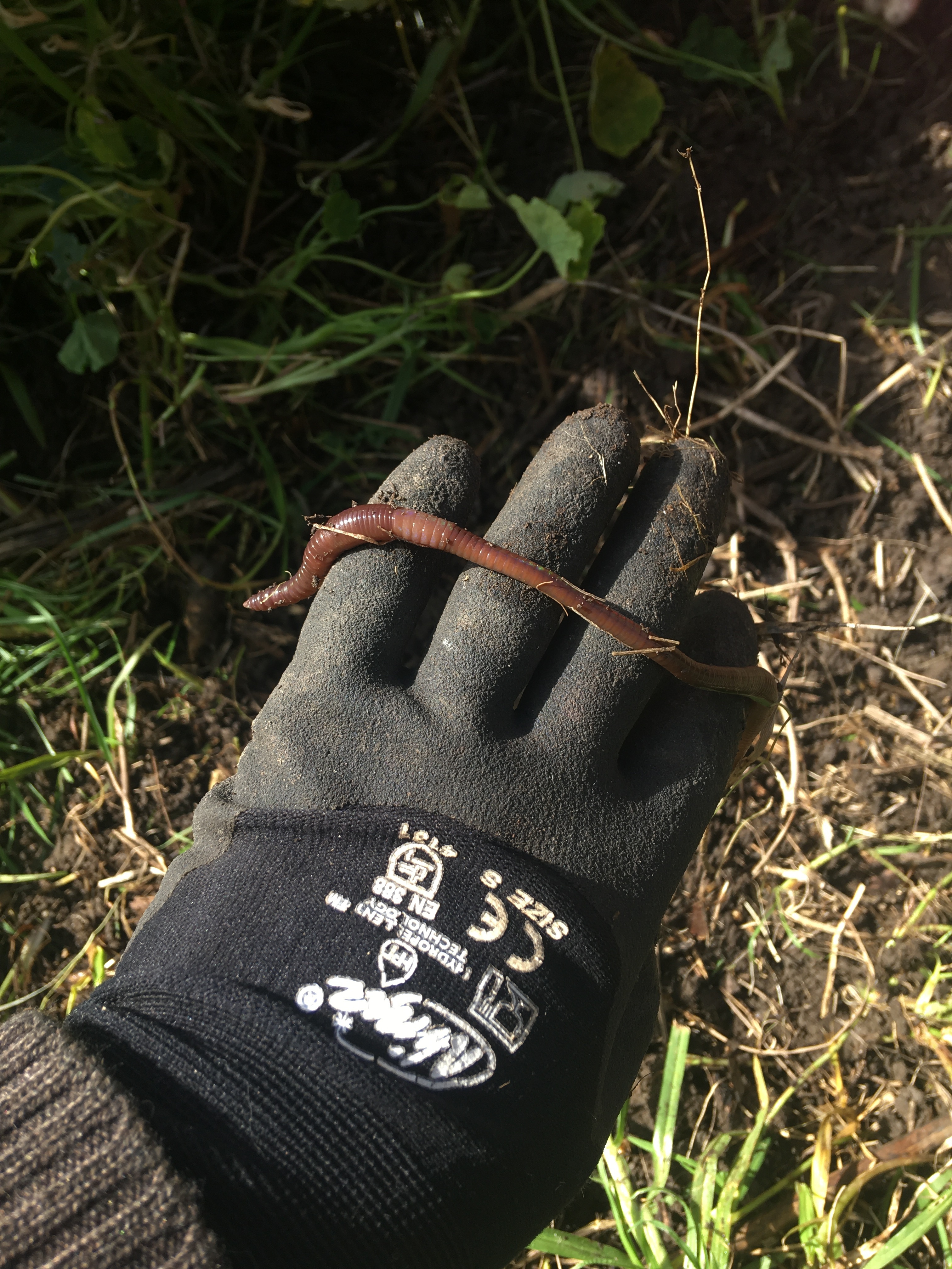 3 save and shift the worms