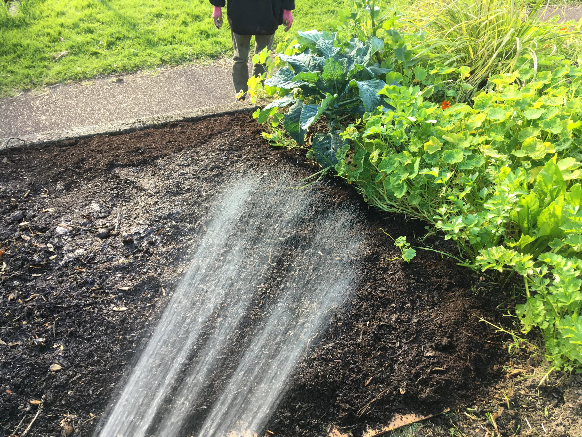 8 wet the compost