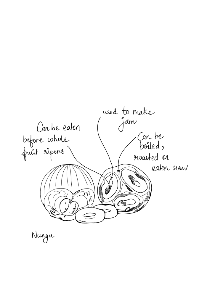 Borassus flabellifer illustration fruit