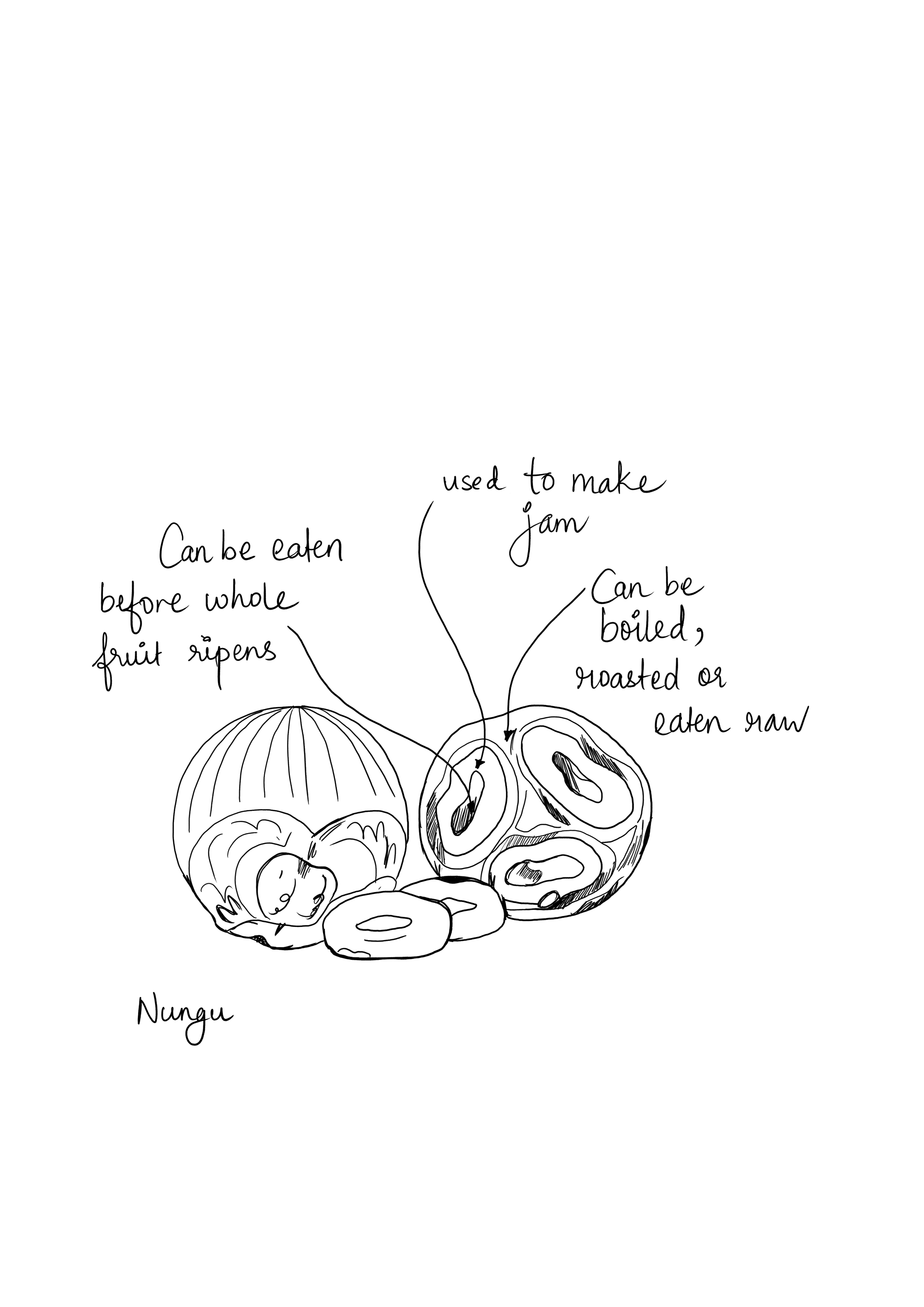 Borassus flabellifer illustration fruit