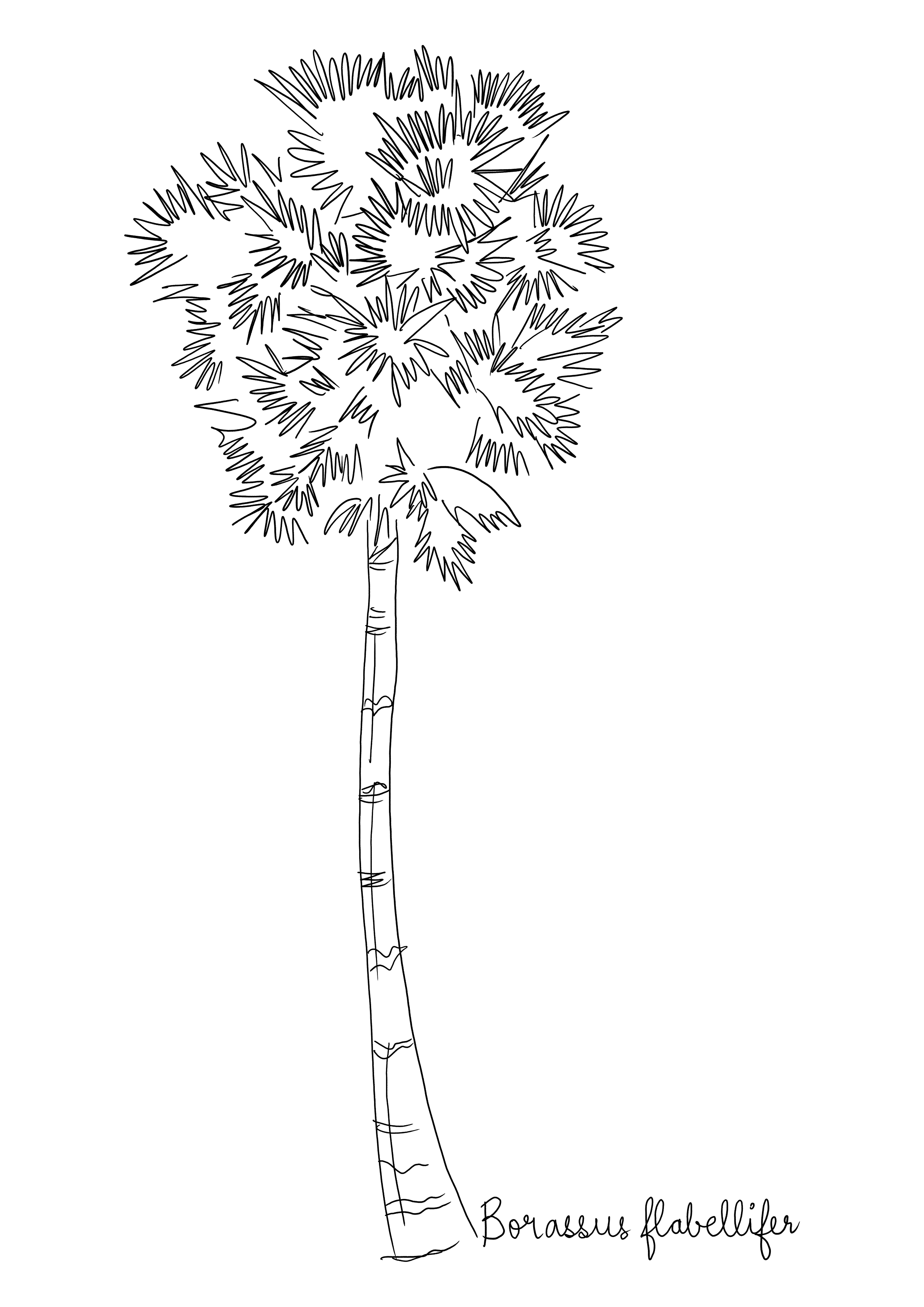 Borassus flabellifer illustration tree