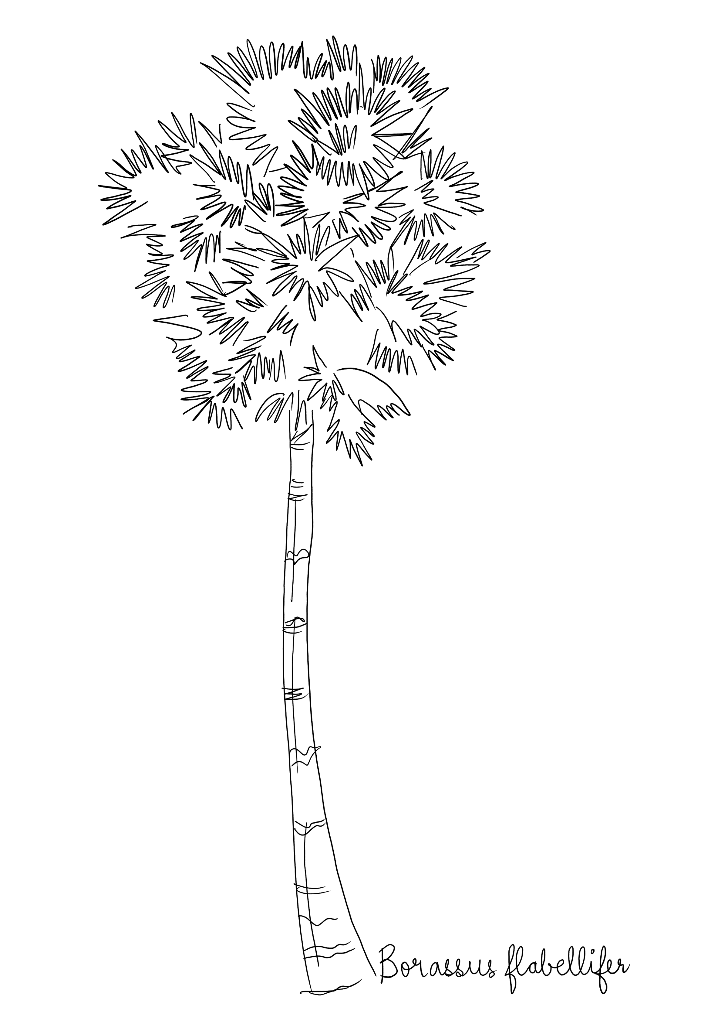 Borassus flabellifer illustration tree