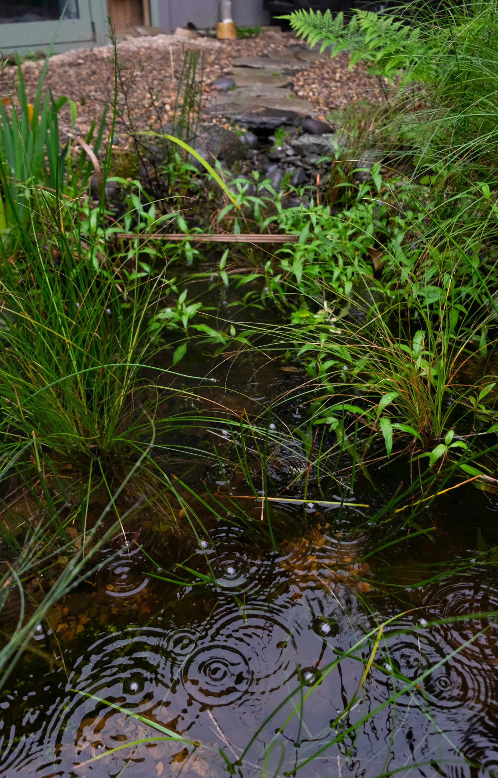 Pond judkins