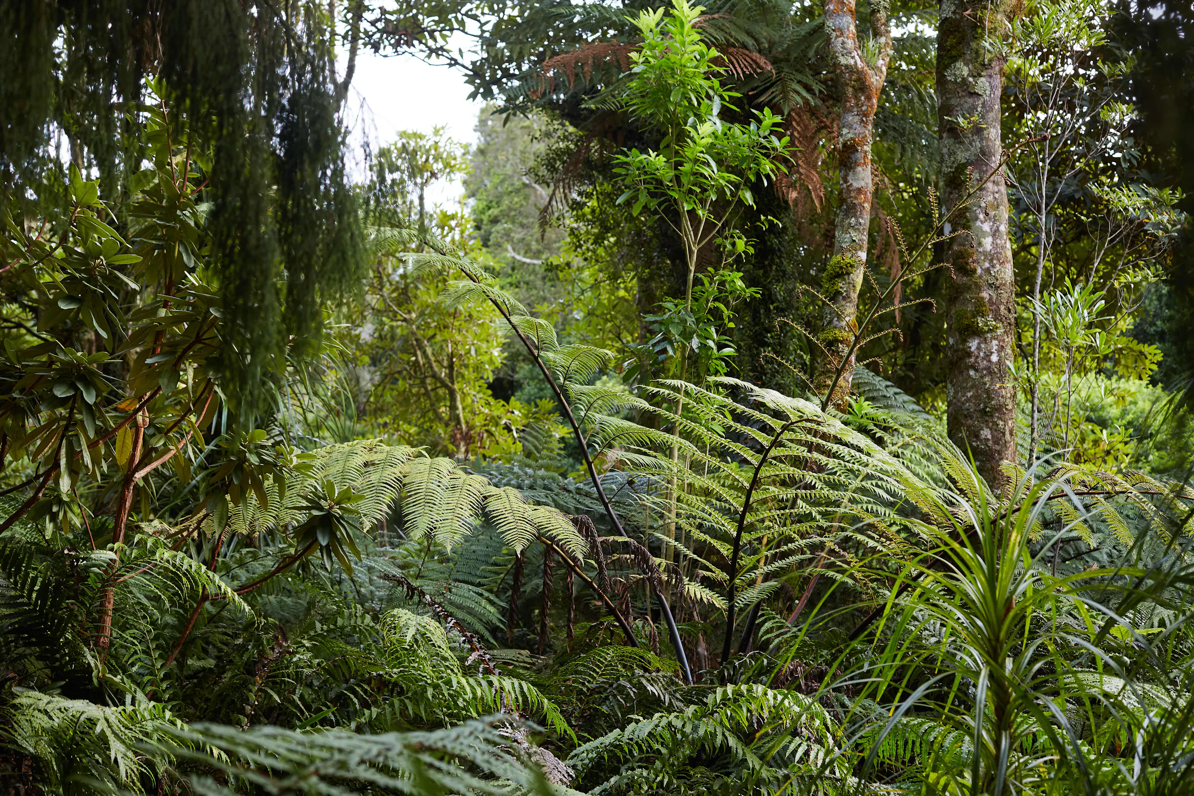 Nwoo New Plymouth Feb2020 42 web