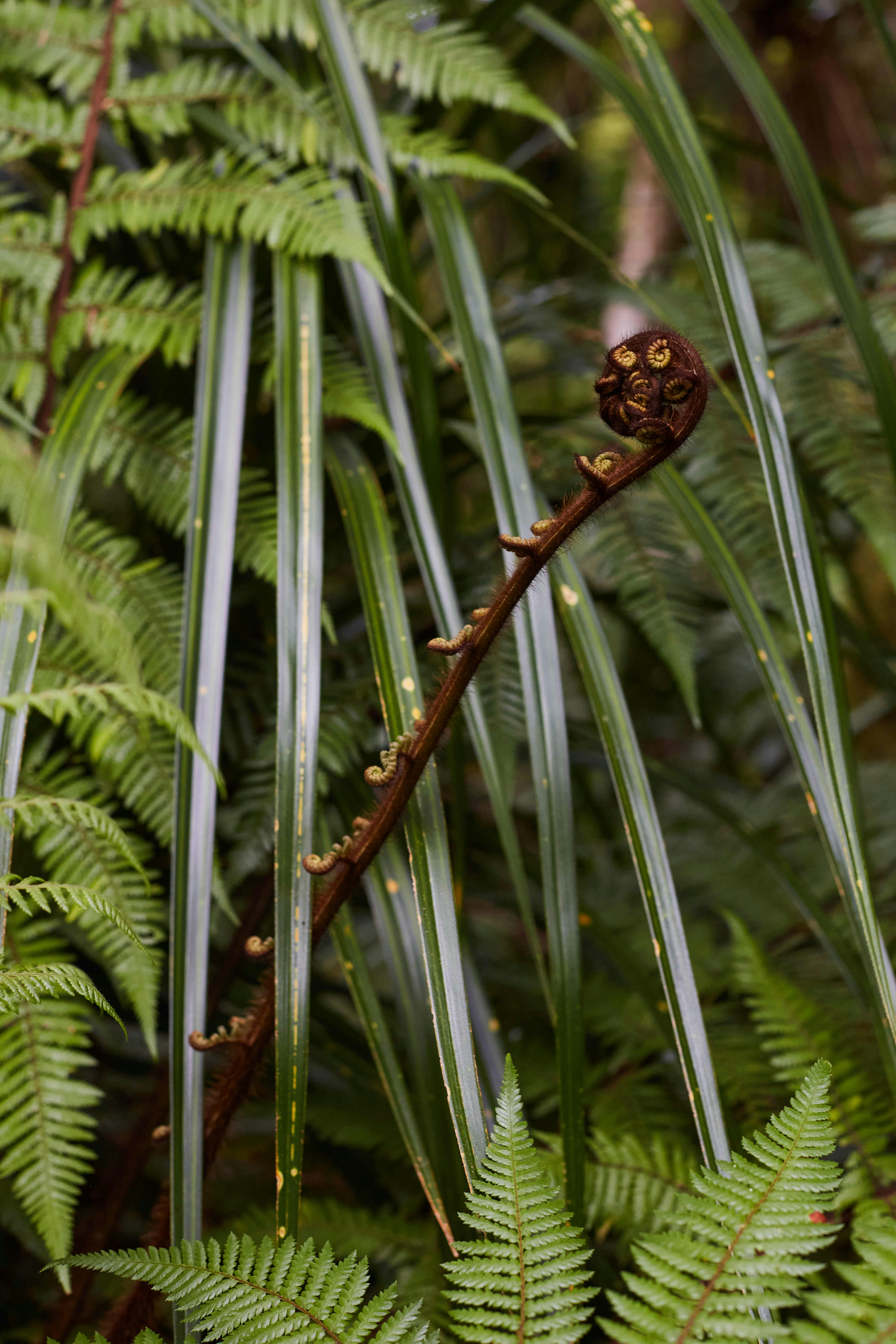 Nwoo New Plymouth Feb2020 59 web