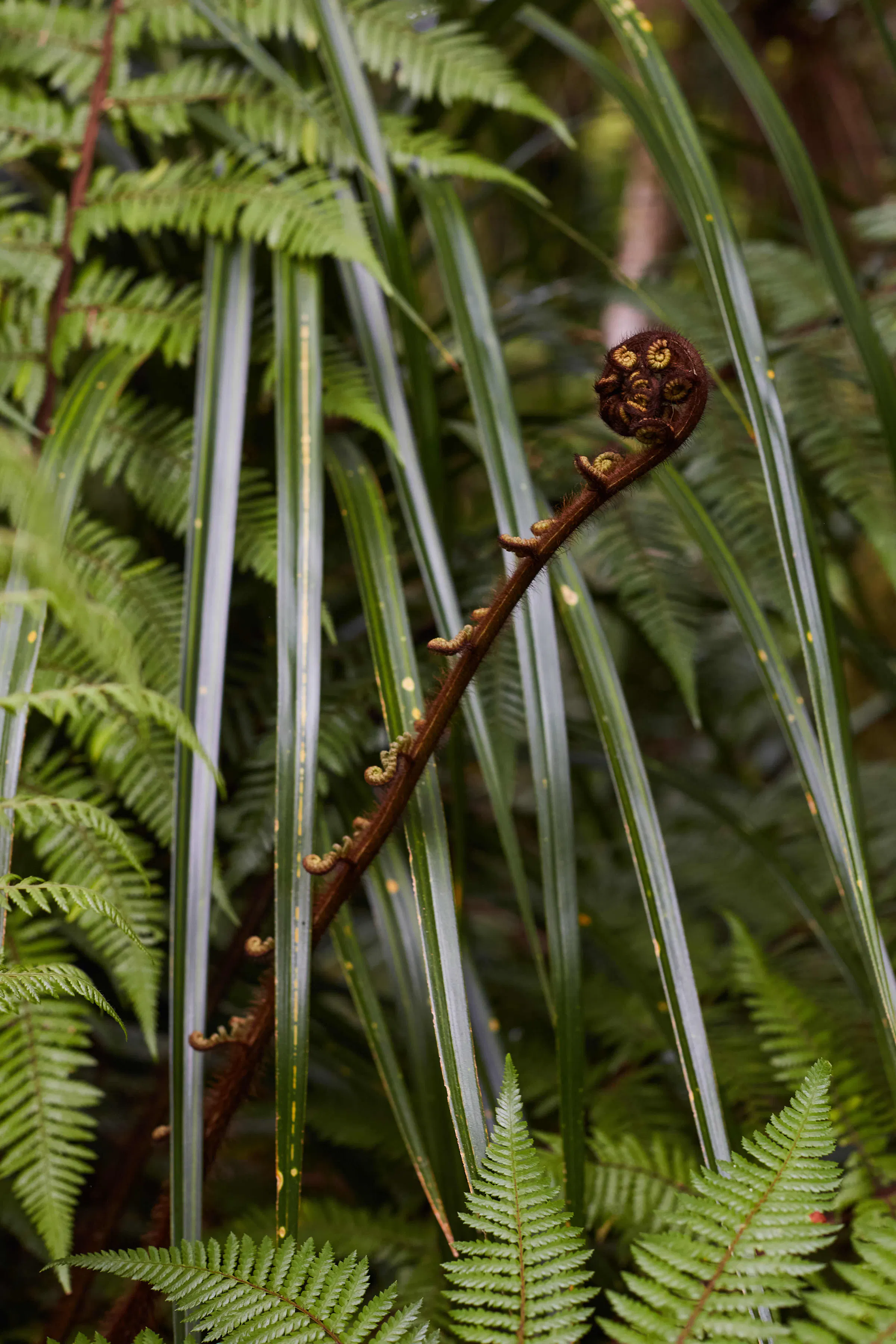 Nwoo New Plymouth Feb2020 59 web