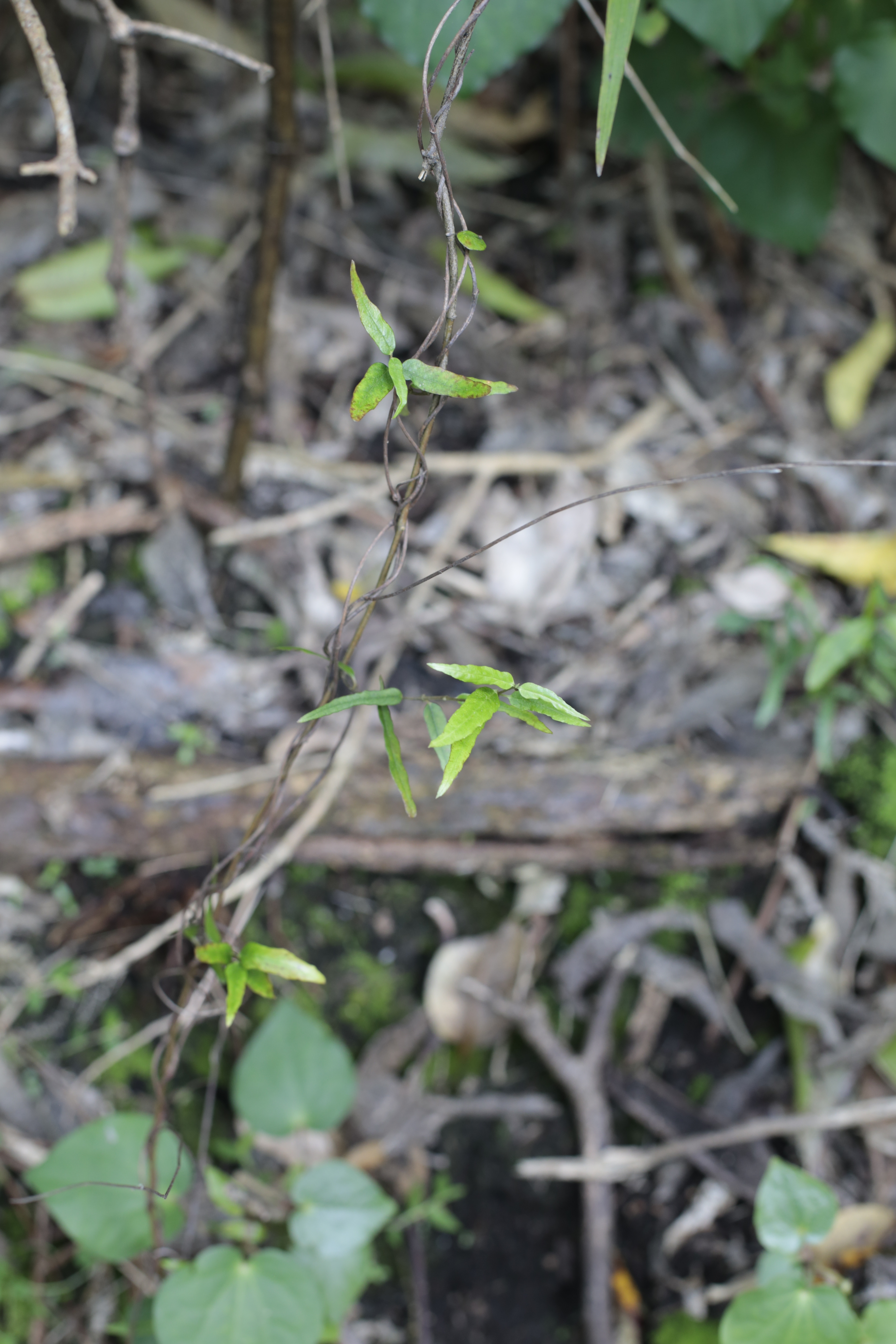 N Woo Mangemangeroa 0167