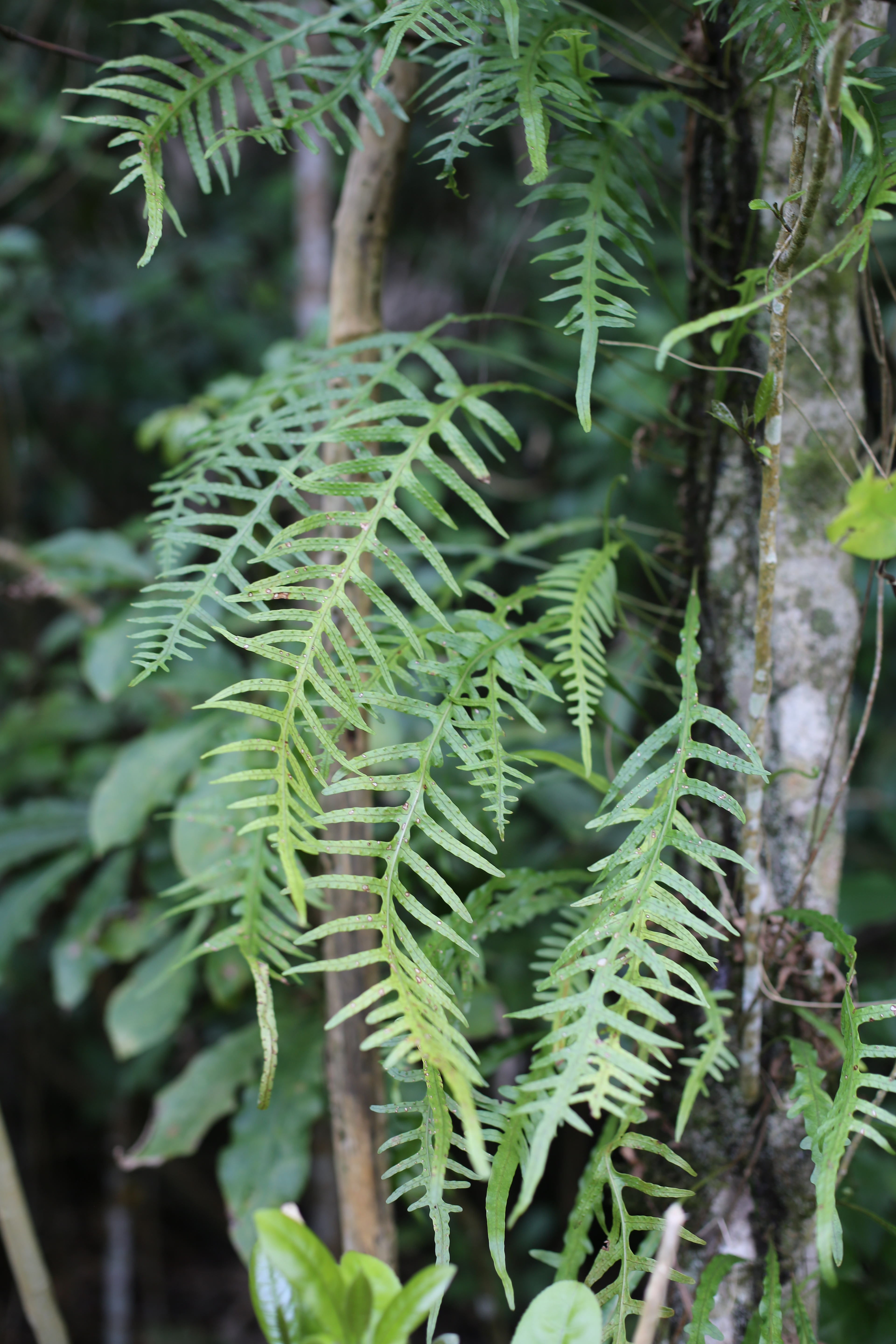 N Woo Mangemangeroa 0186