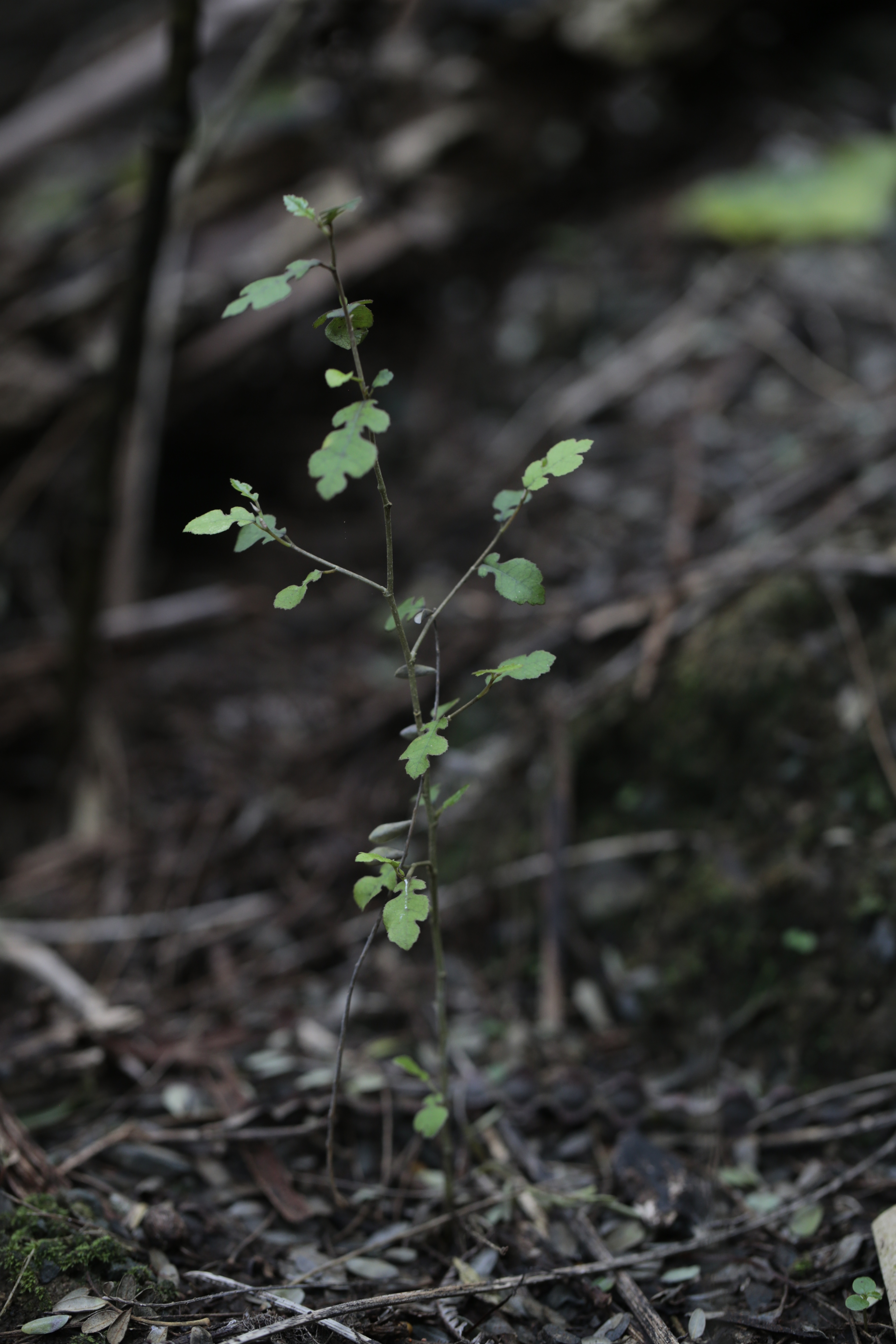 N Woo Mangemangeroa 0279