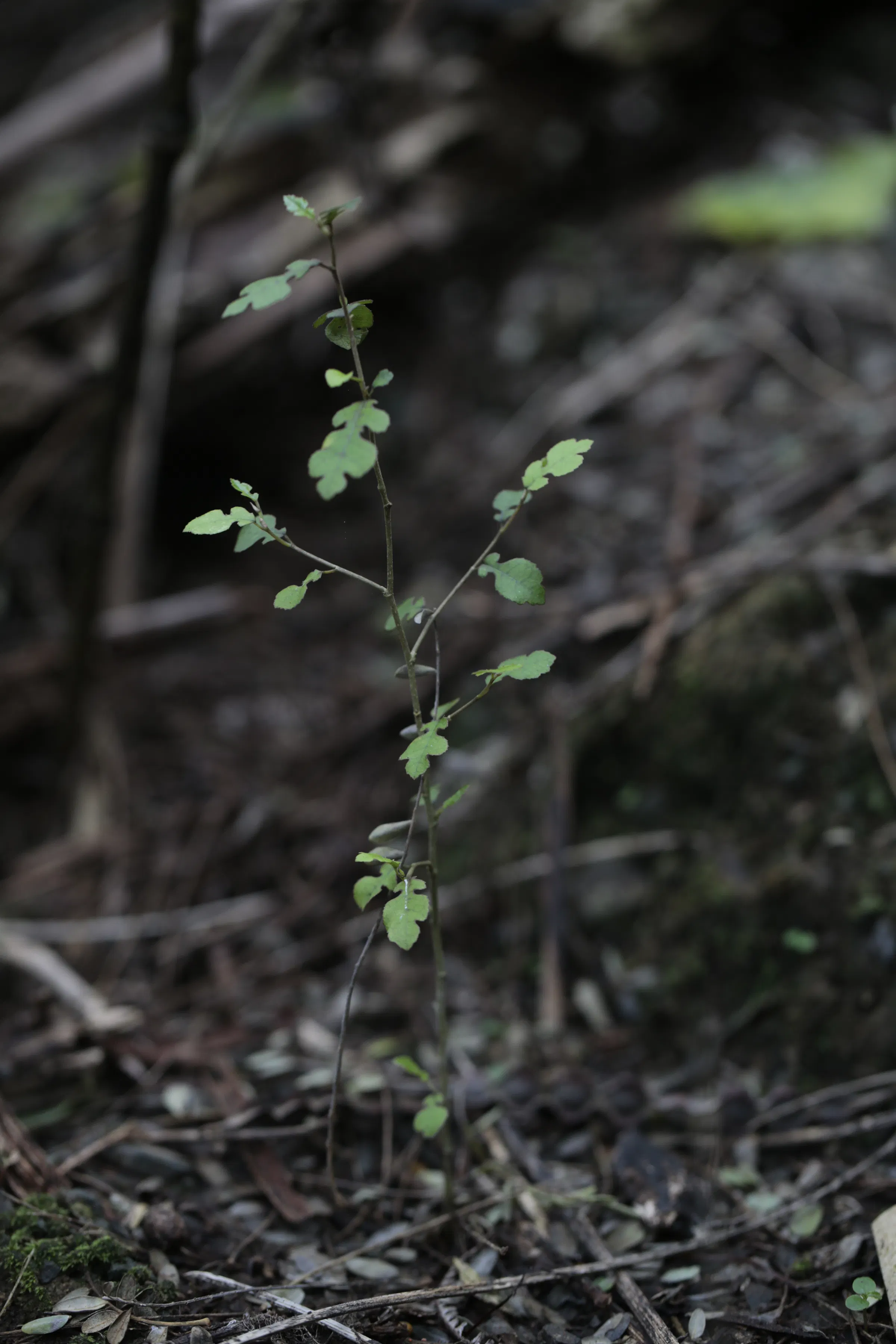 N Woo Mangemangeroa 0279