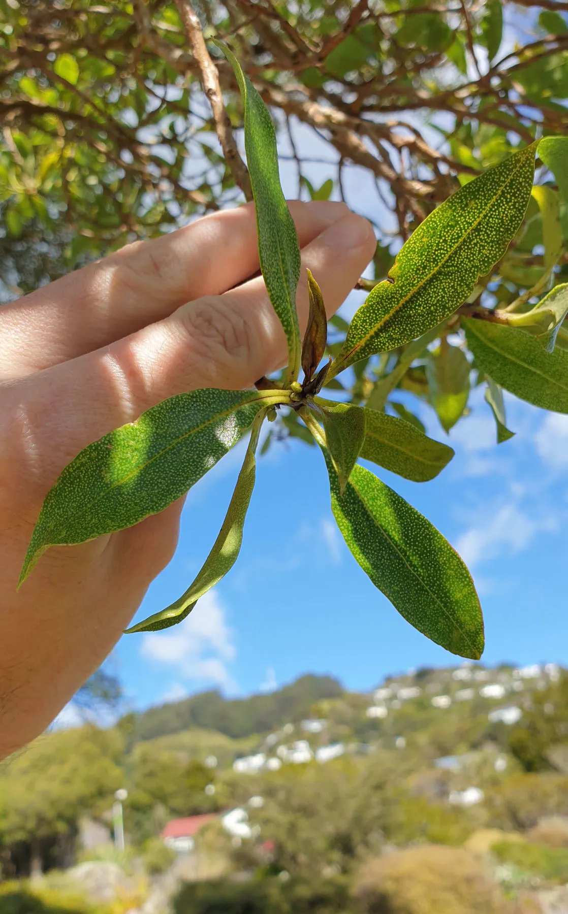 20201007 155558 ngaio2