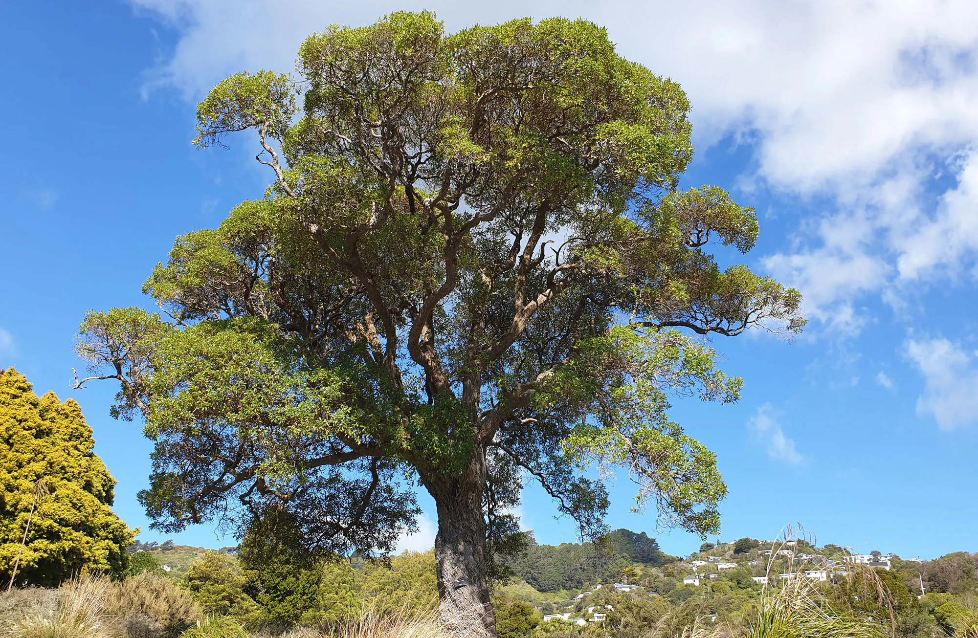 20201007 155558 ngaio3