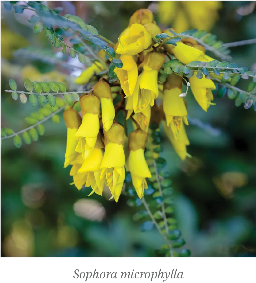 Wellington Plants kowhai