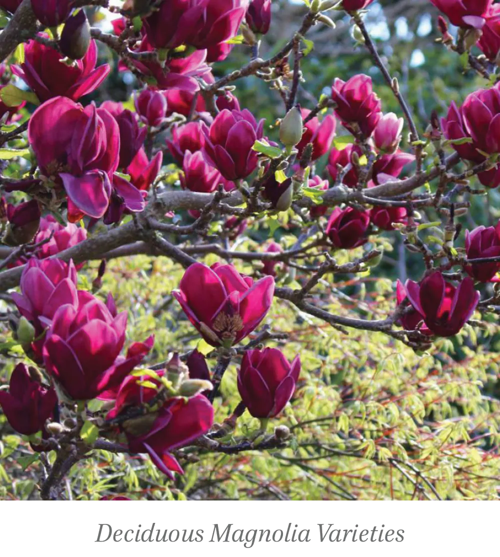 Wellington Plants magnolia