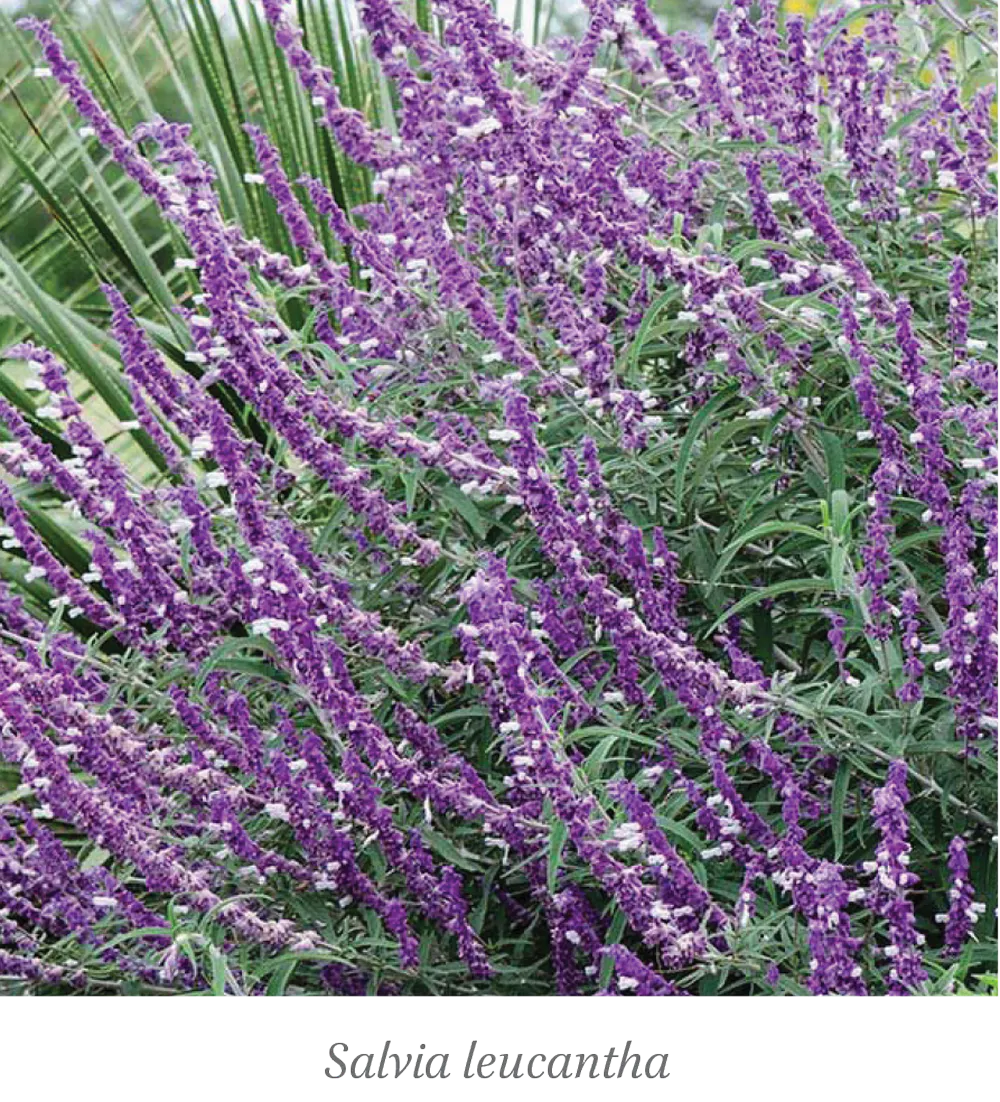 Wellington Plants salvia