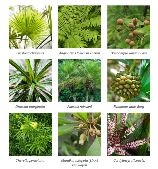 Shenzen 1000 Pictures Plantpalette0