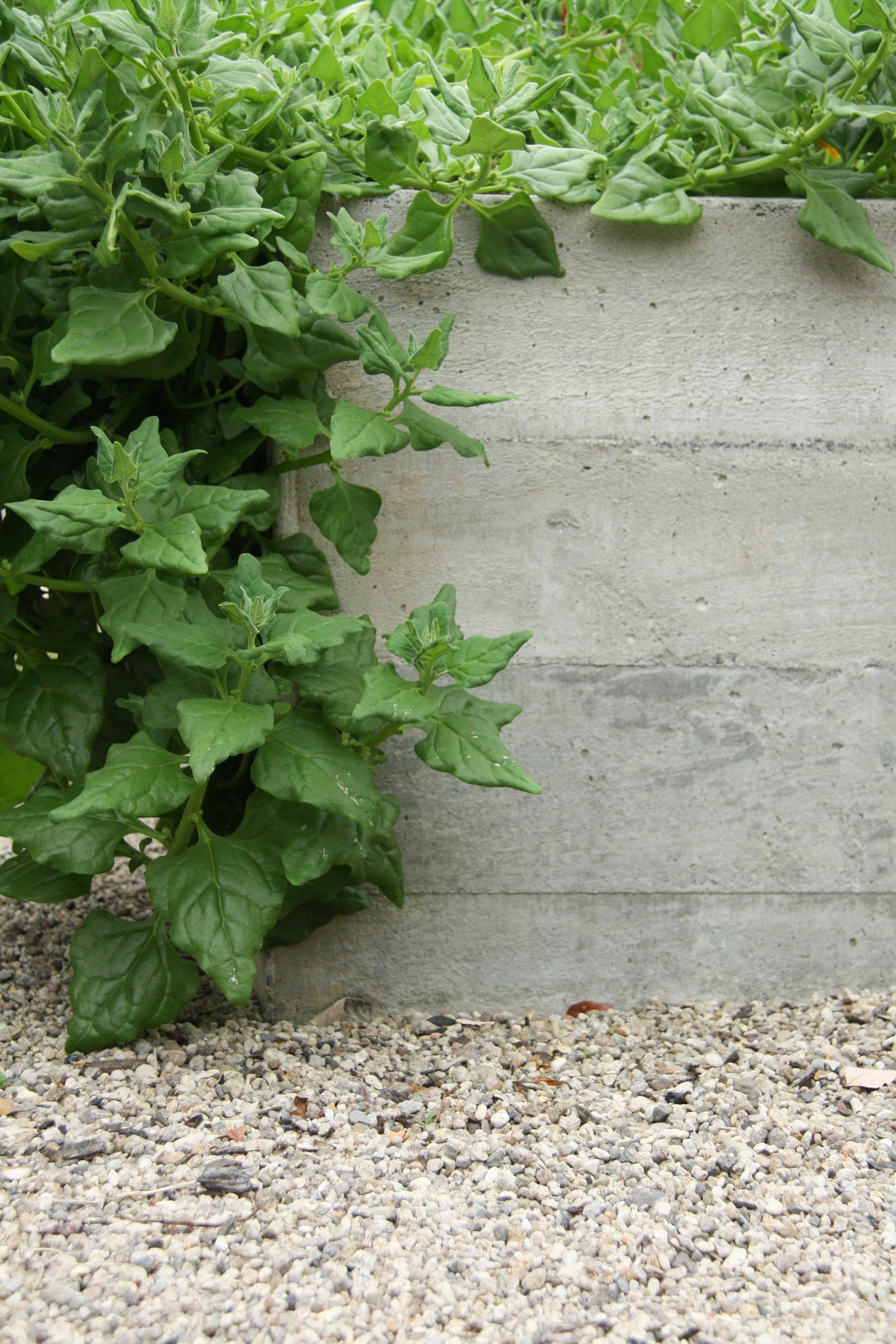 IMG 0642 web