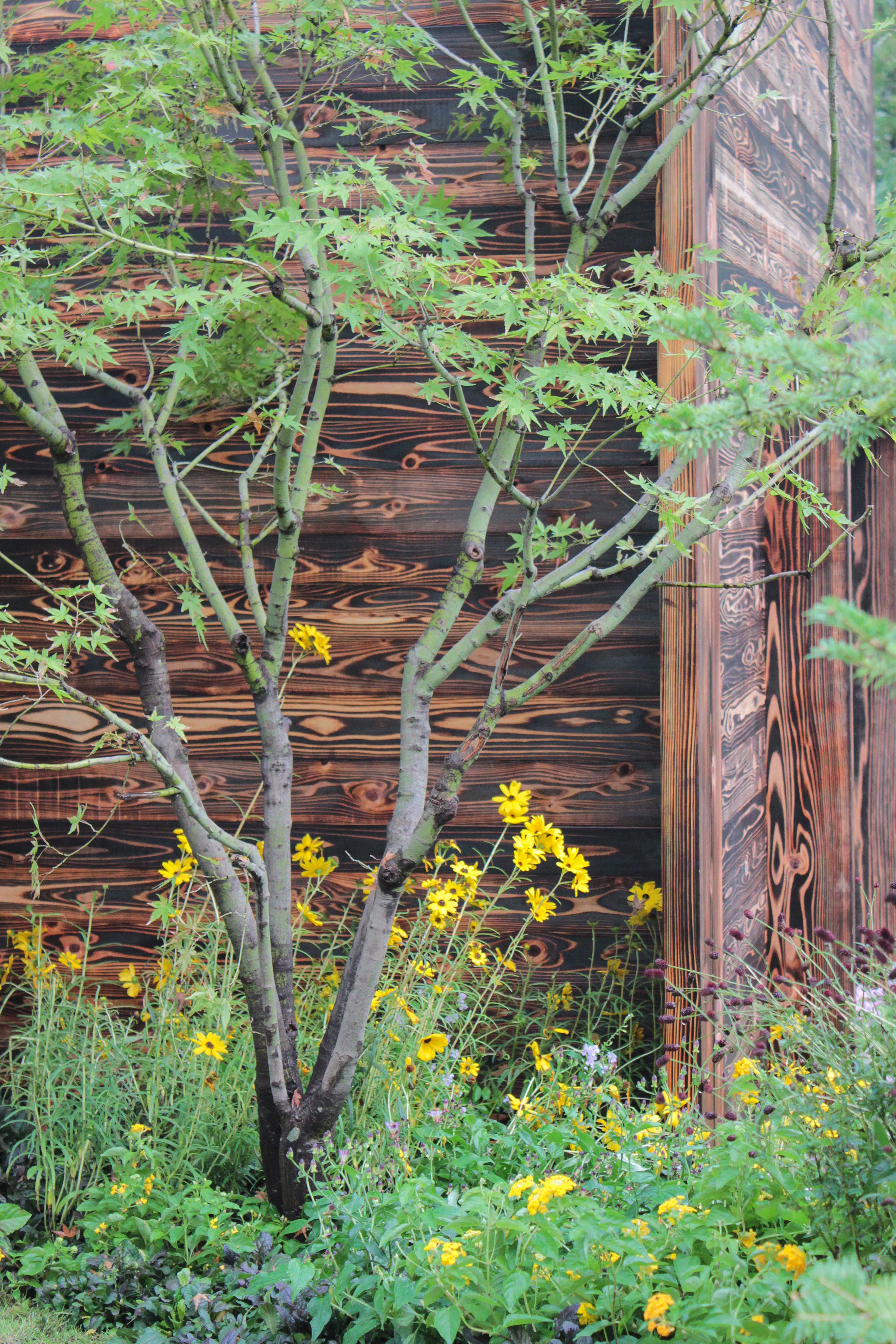 IMG 6333