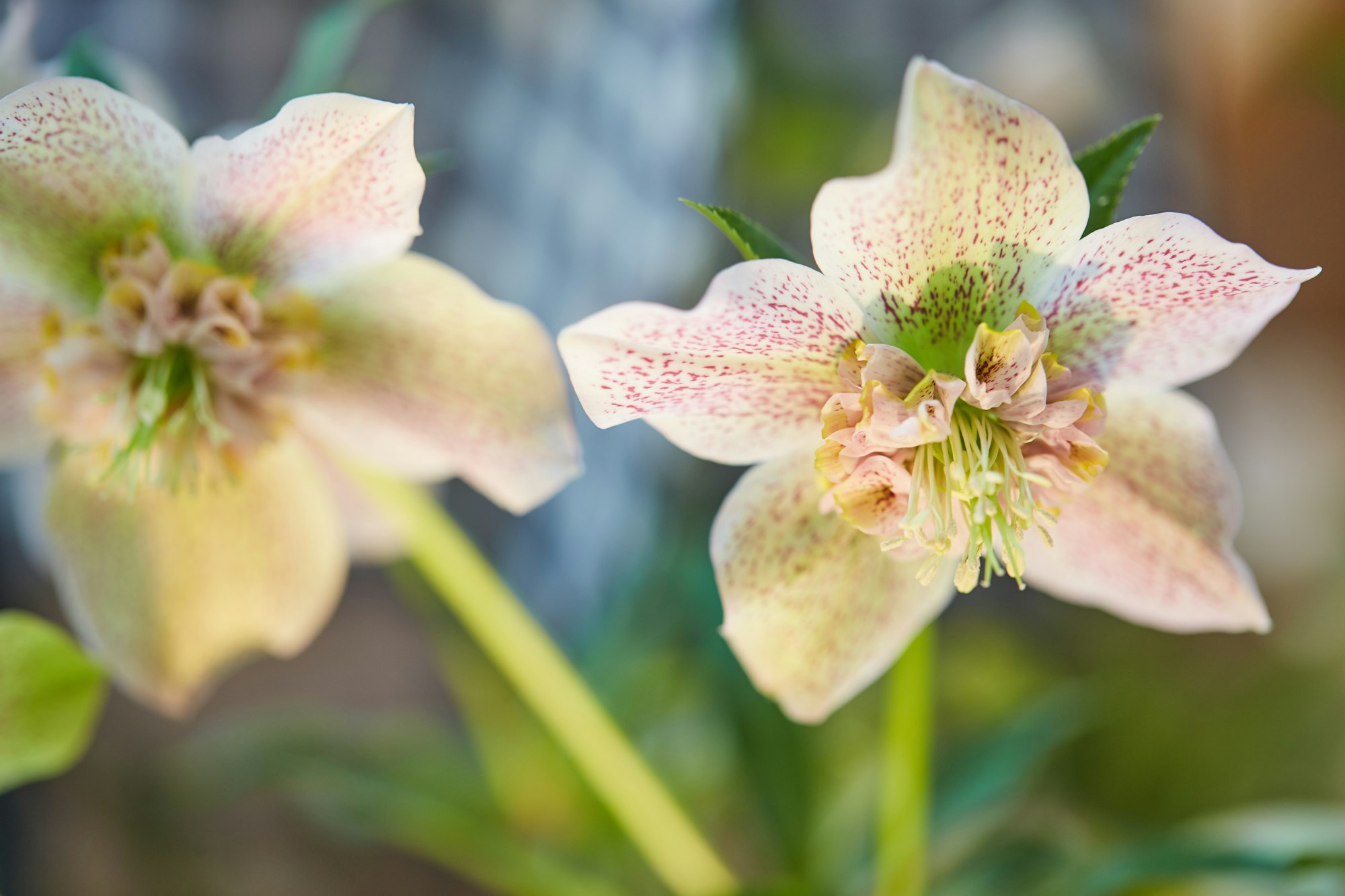 Ingrid Starnes Hellebores 176
