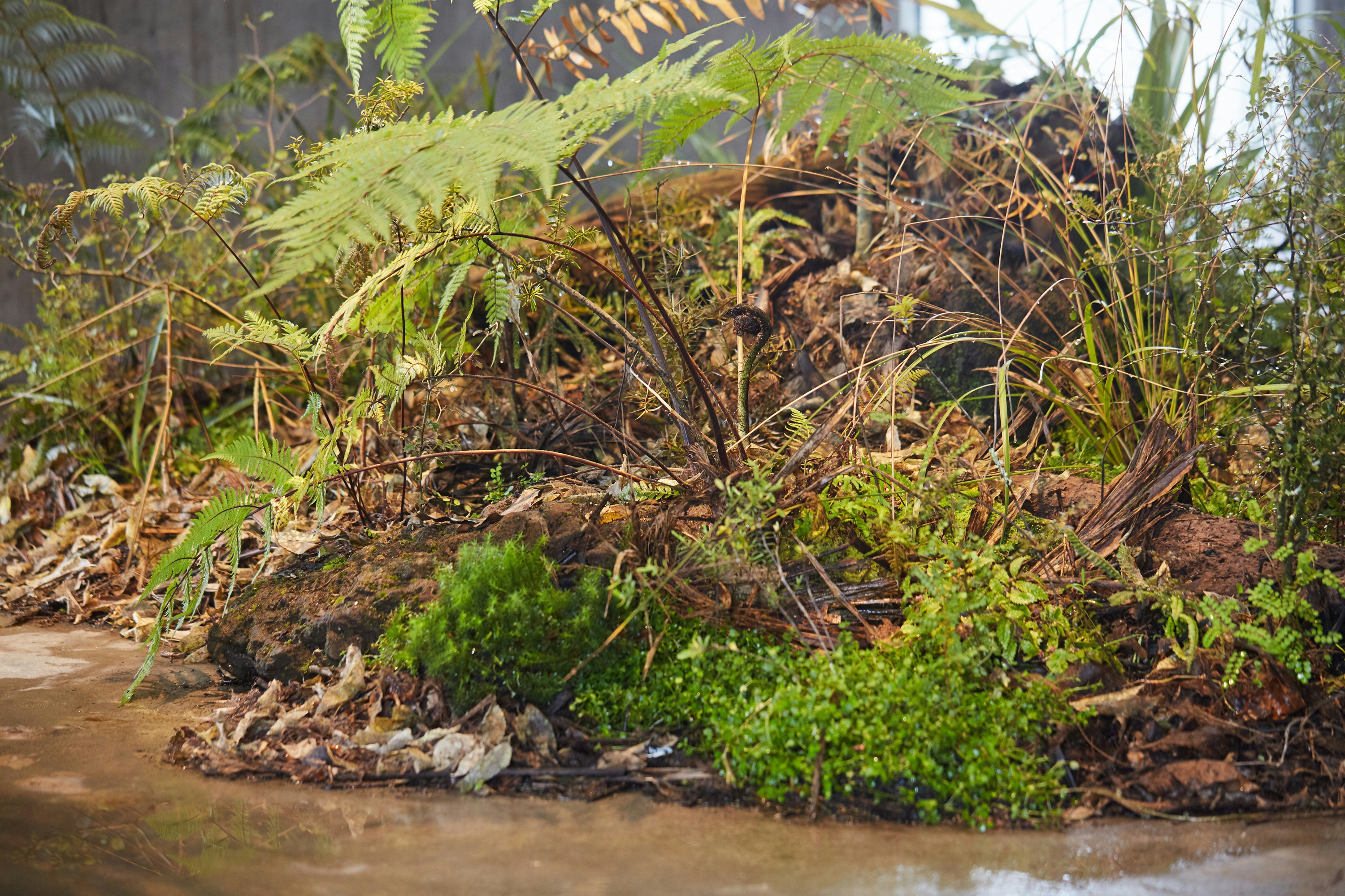 N Woo Last Kauri 129 web