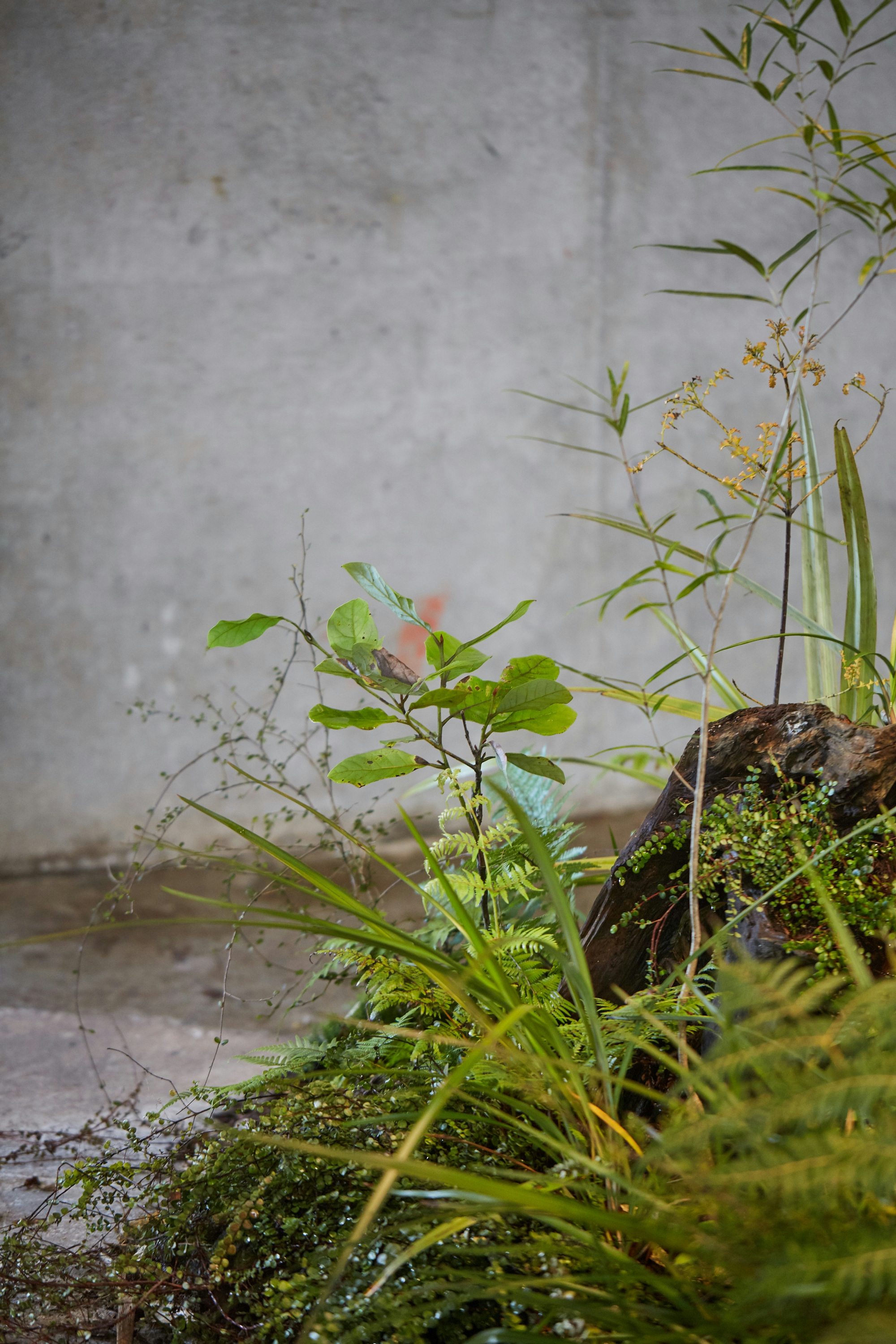 N Woo Last Kauri 140 web