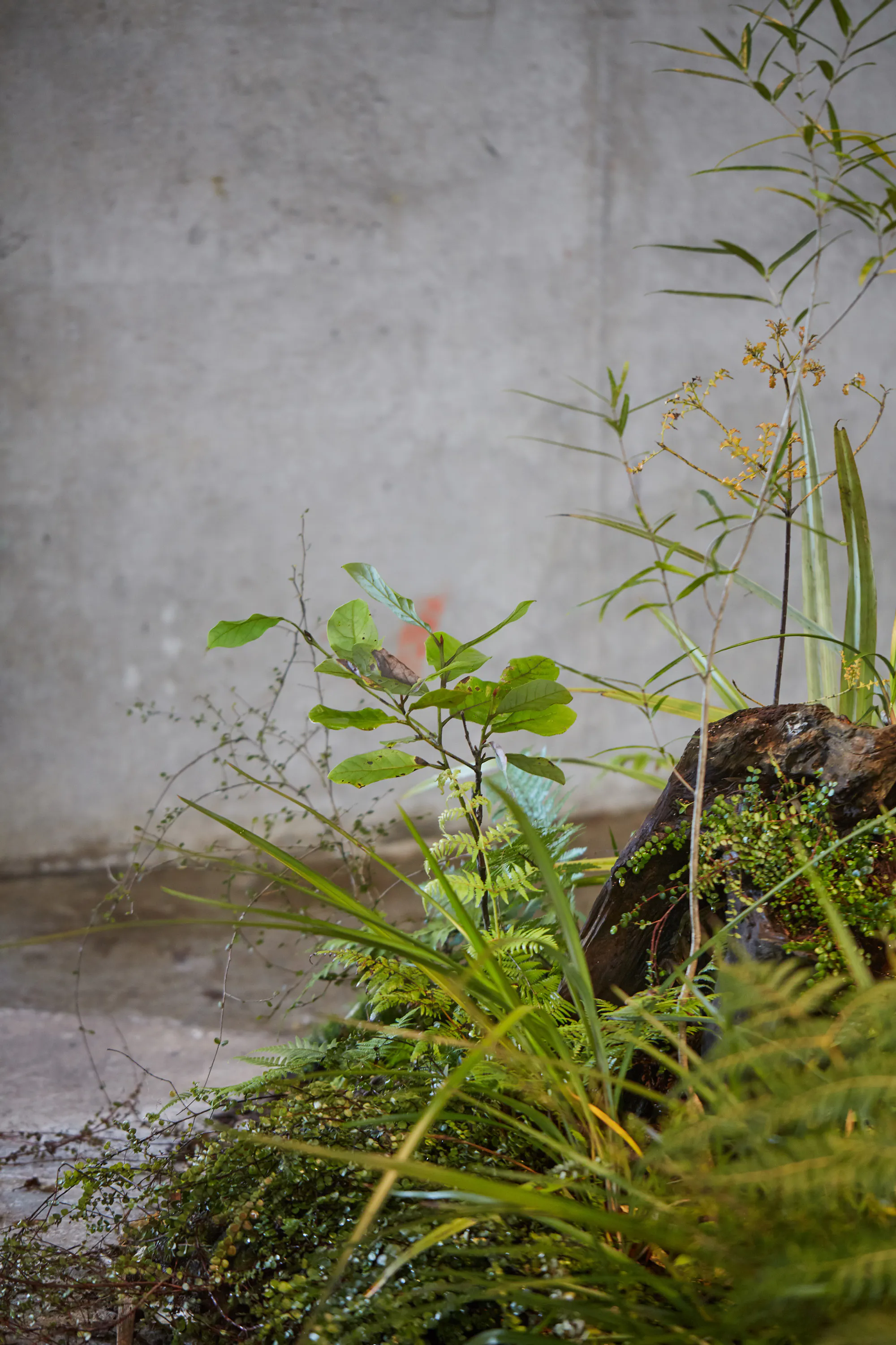 N Woo Last Kauri 140 web