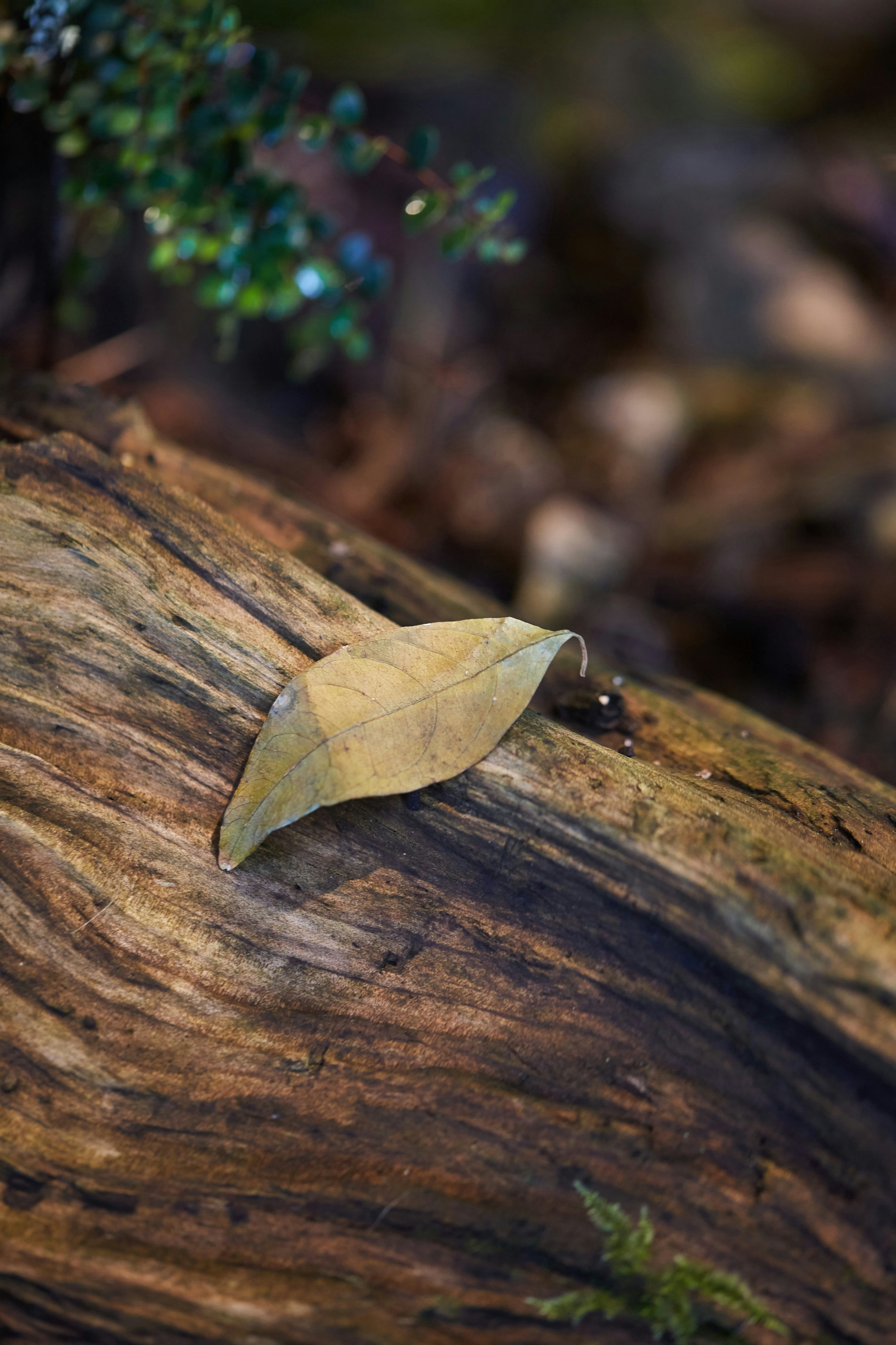 N Woo Last Kauri 144 web