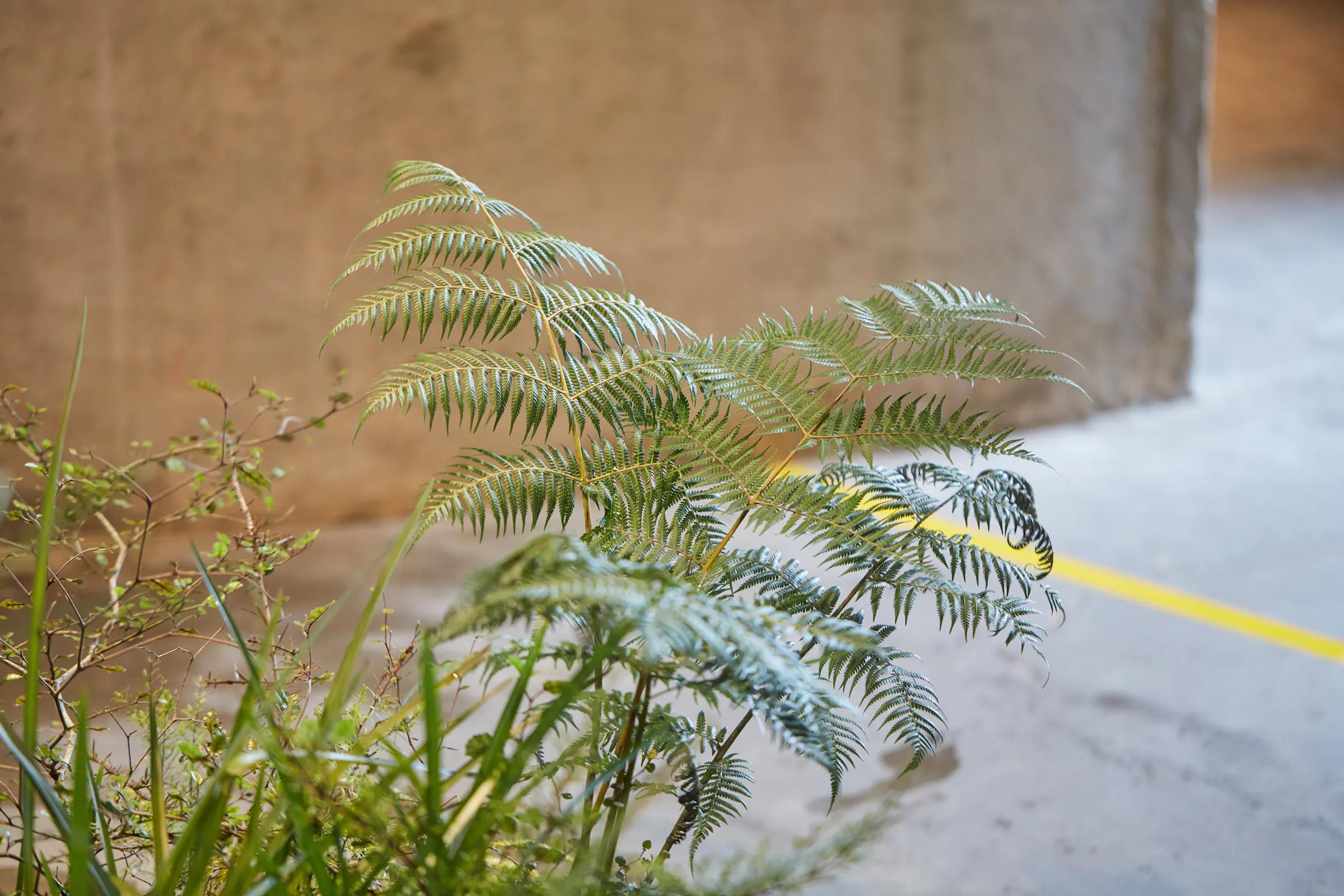 N Woo Last Kauri 148 web