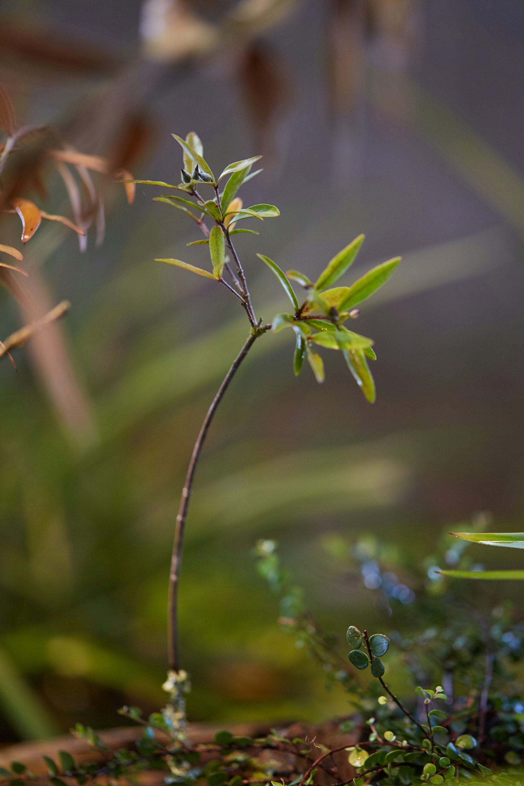 N Woo Last Kauri 151 web