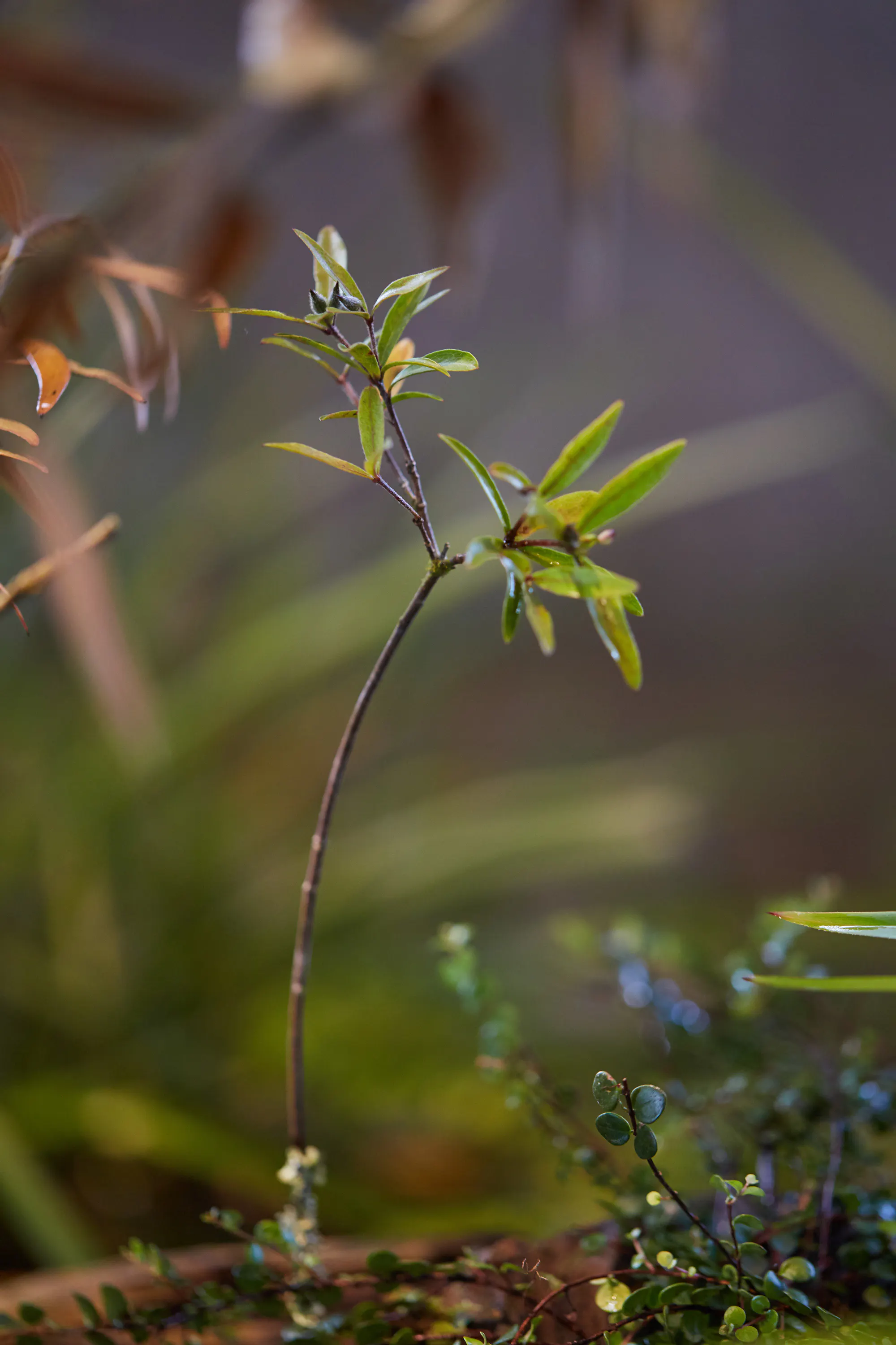 N Woo Last Kauri 151 web