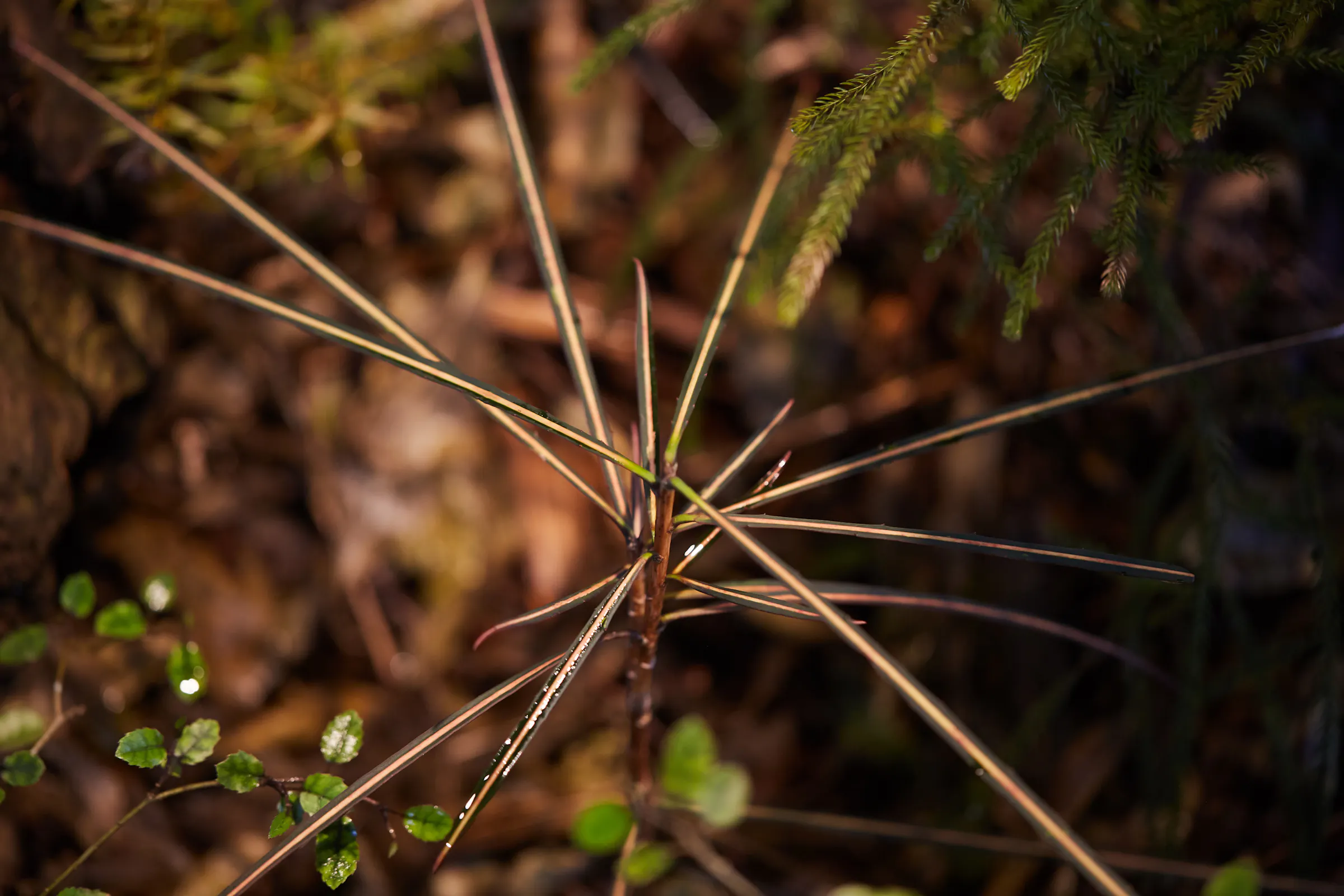 N Woo Last Kauri 168 web