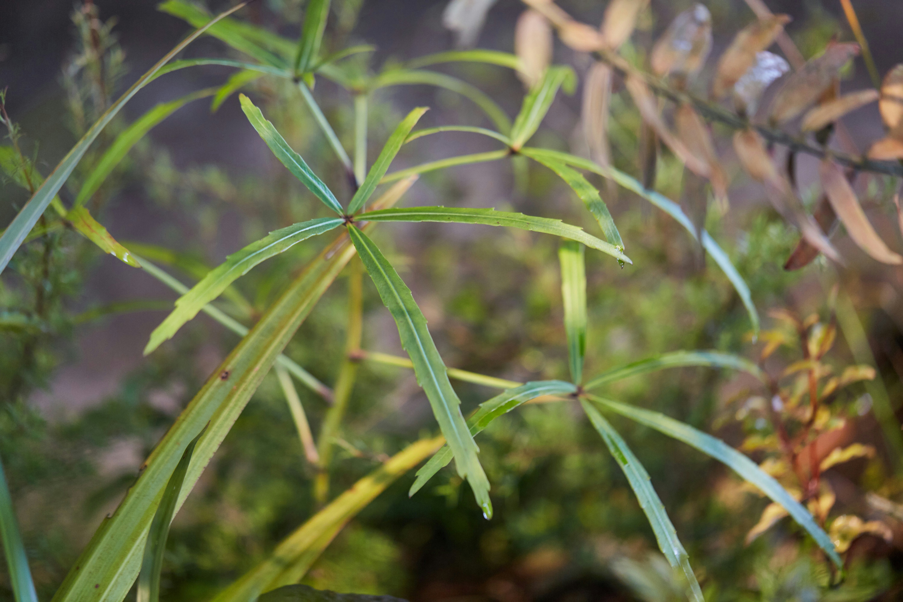 N Woo Last Kauri 175 web