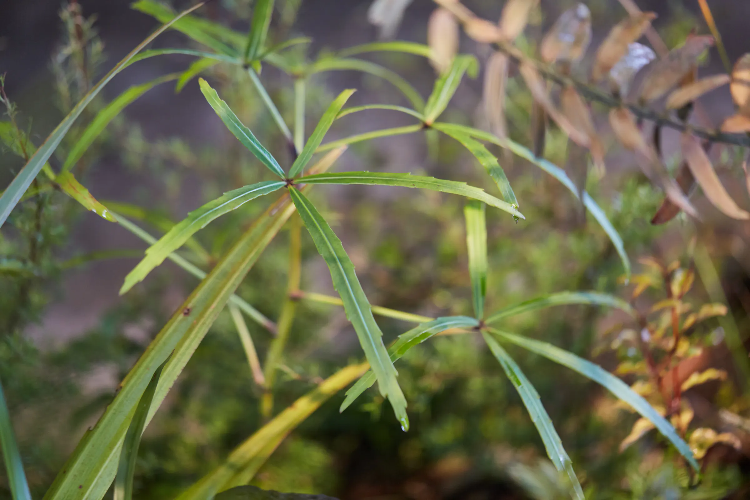 N Woo Last Kauri 175 web