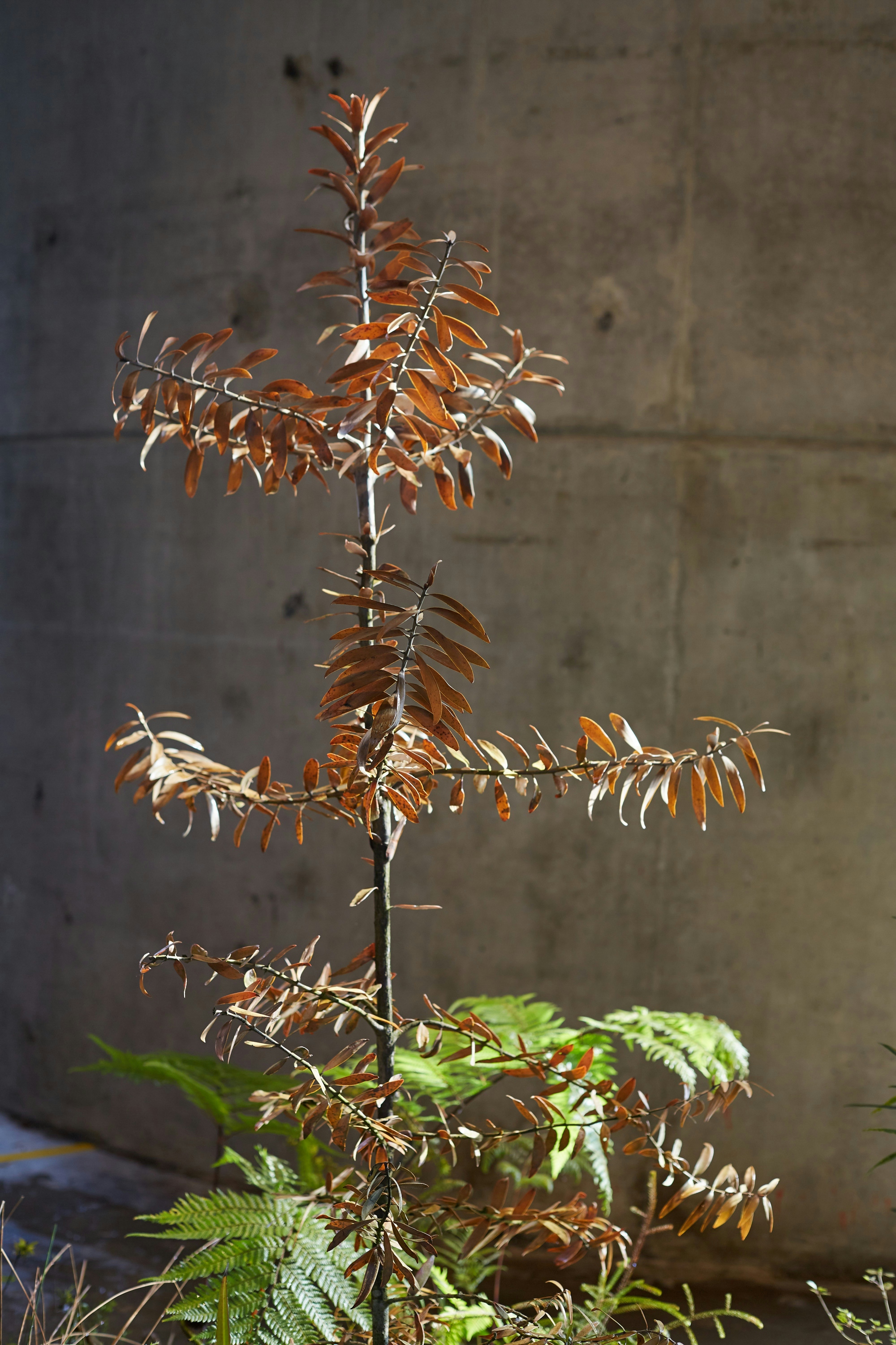 N Woo Last Kauri 26 web