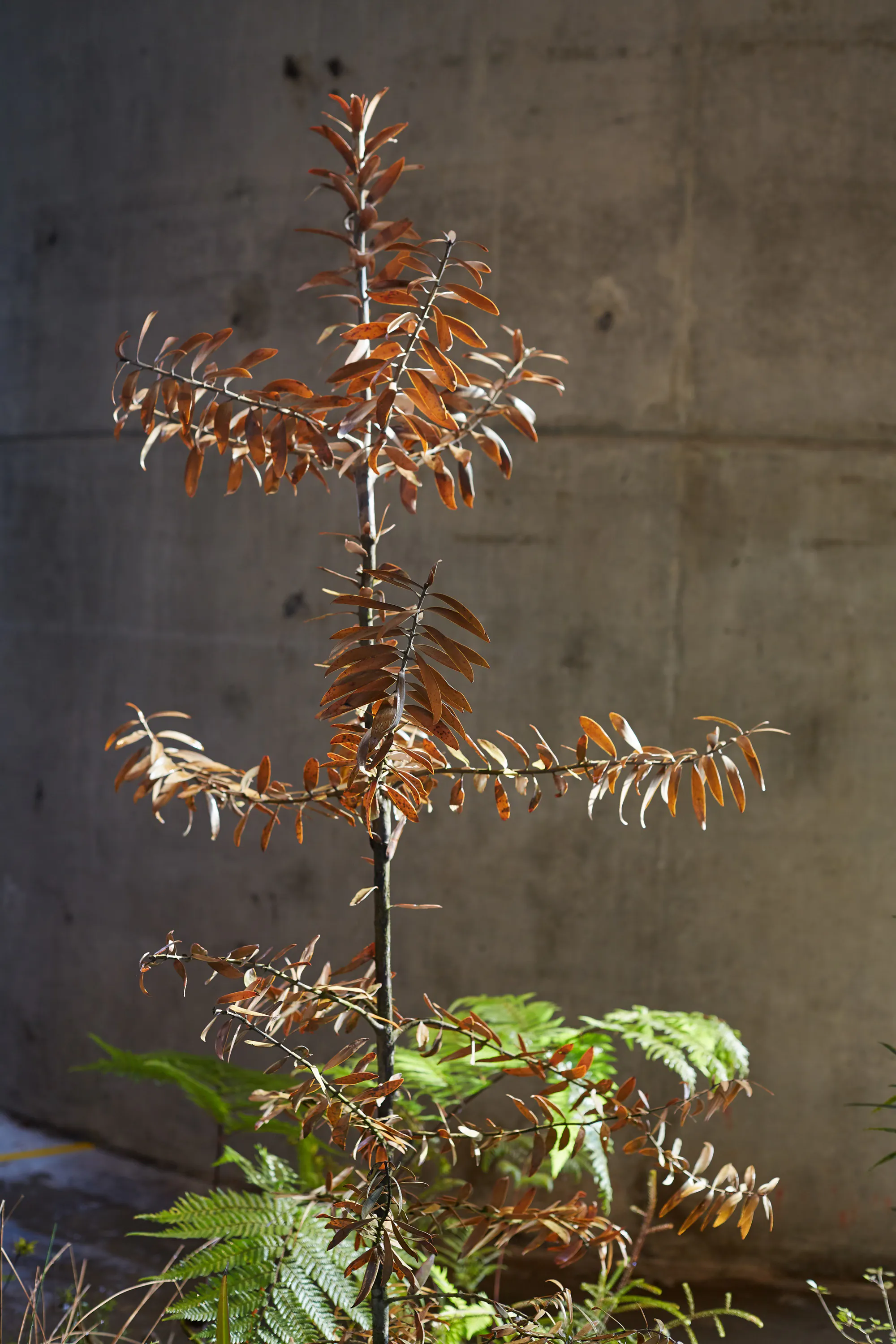 N Woo Last Kauri 26 web