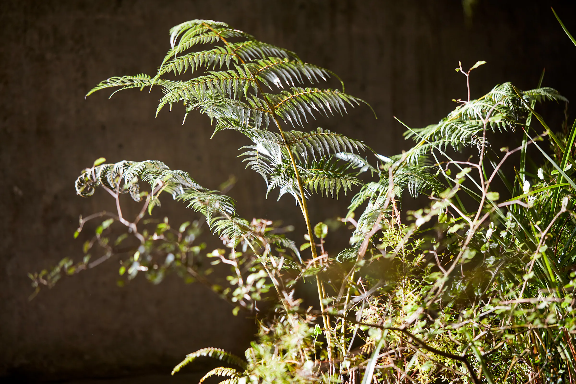 N Woo Last Kauri 293 web