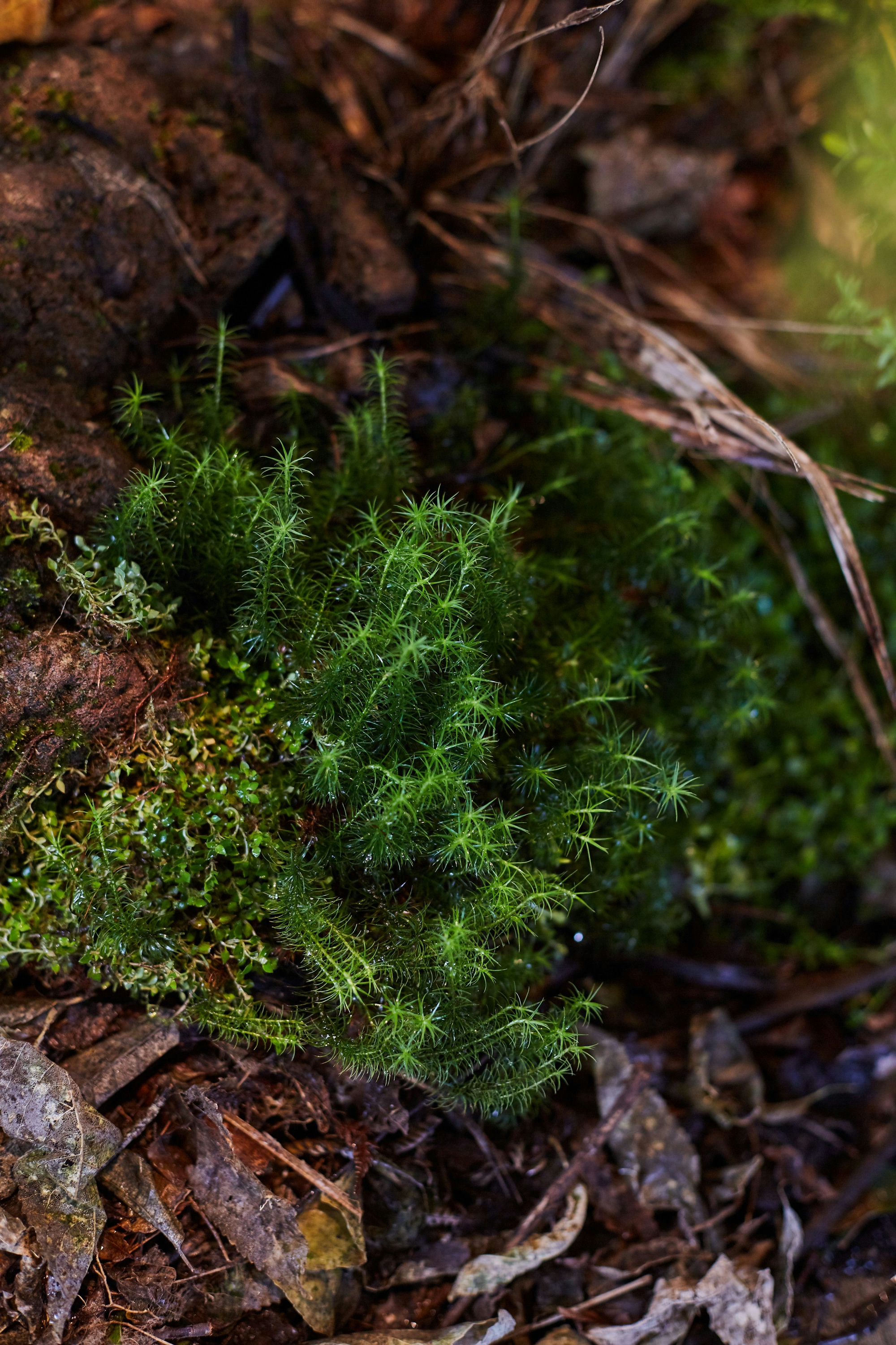 N Woo Last Kauri 62 web