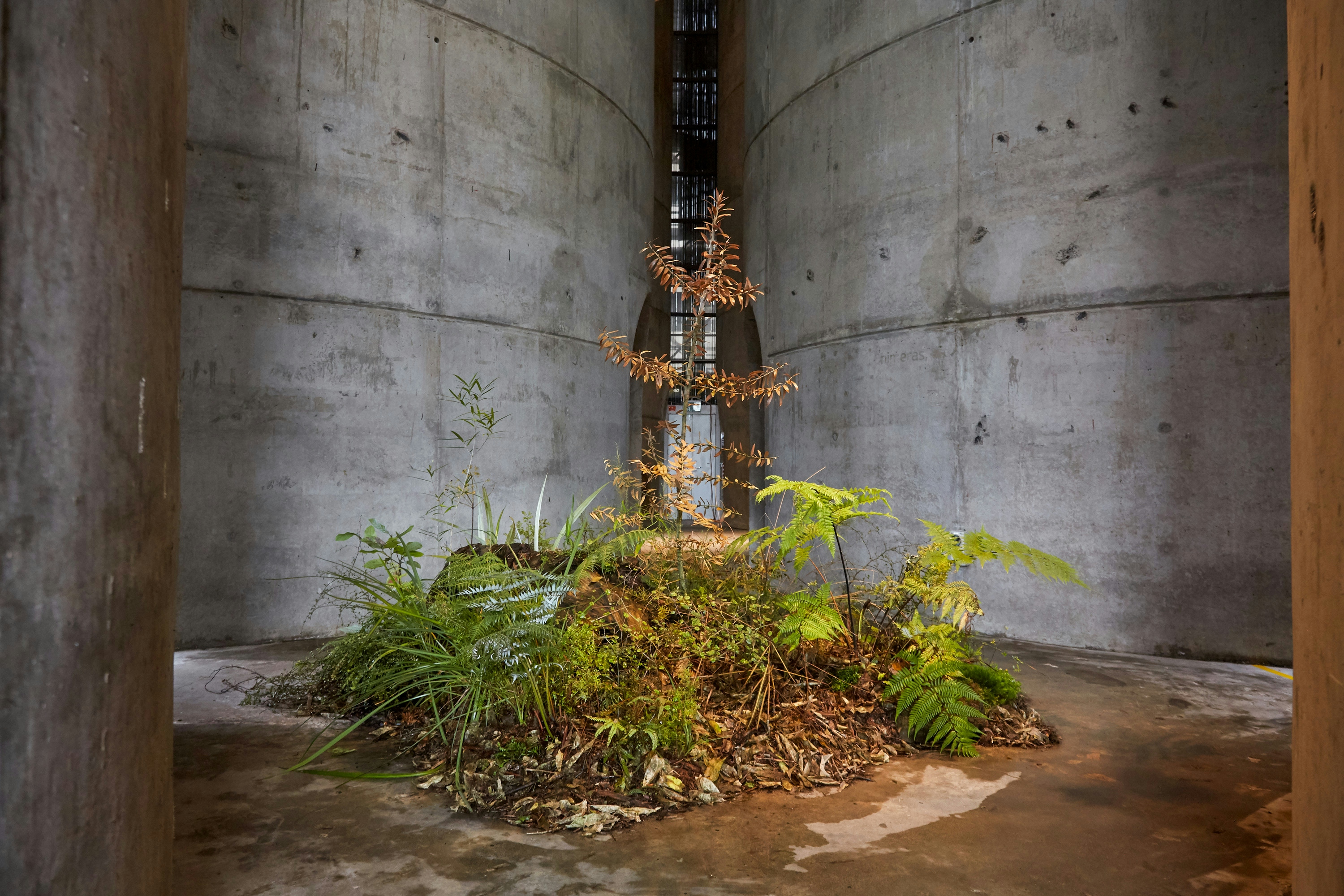 N Woo Last Kauri 75 web