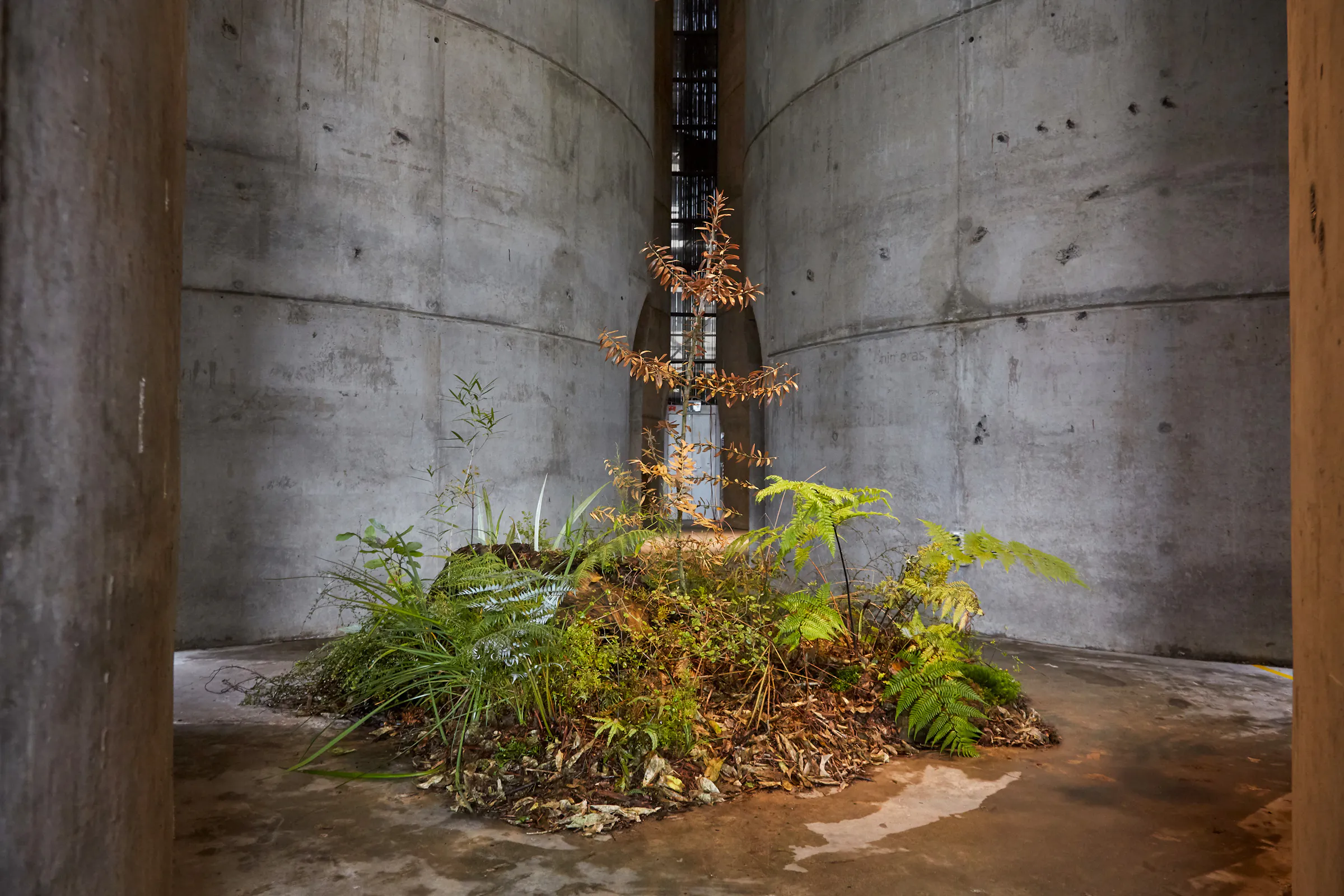 N Woo Last Kauri 75 web