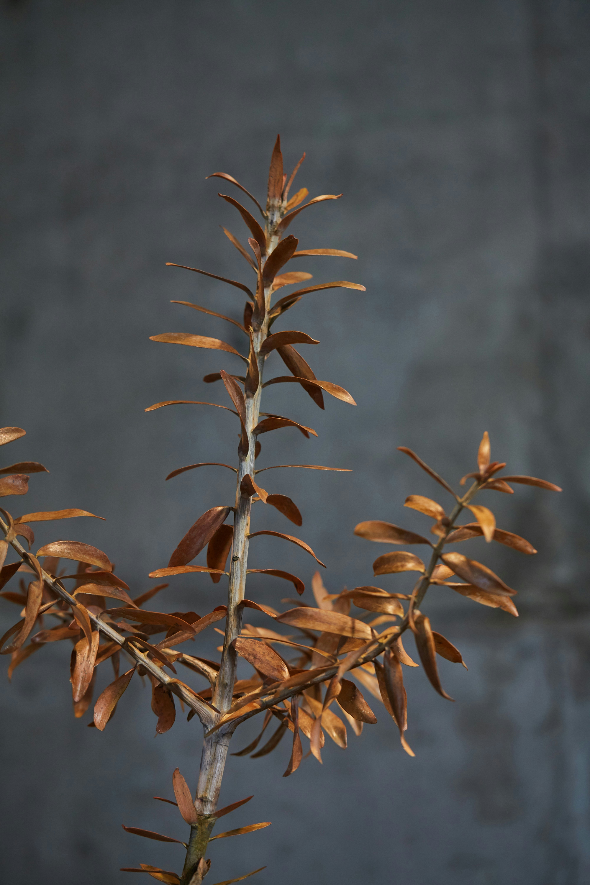 N Woo Last Kauri 99 web