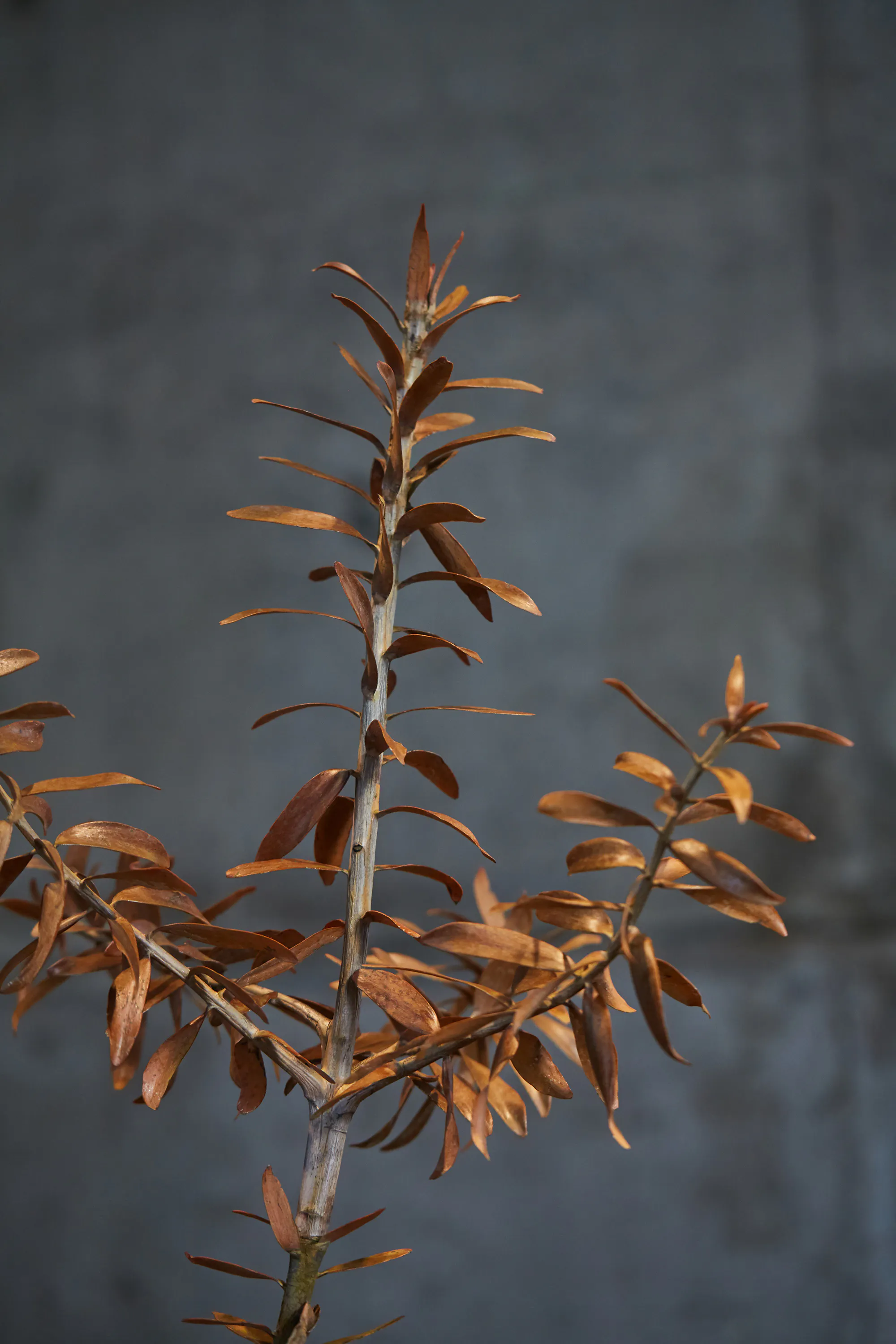 N Woo Last Kauri 99 web