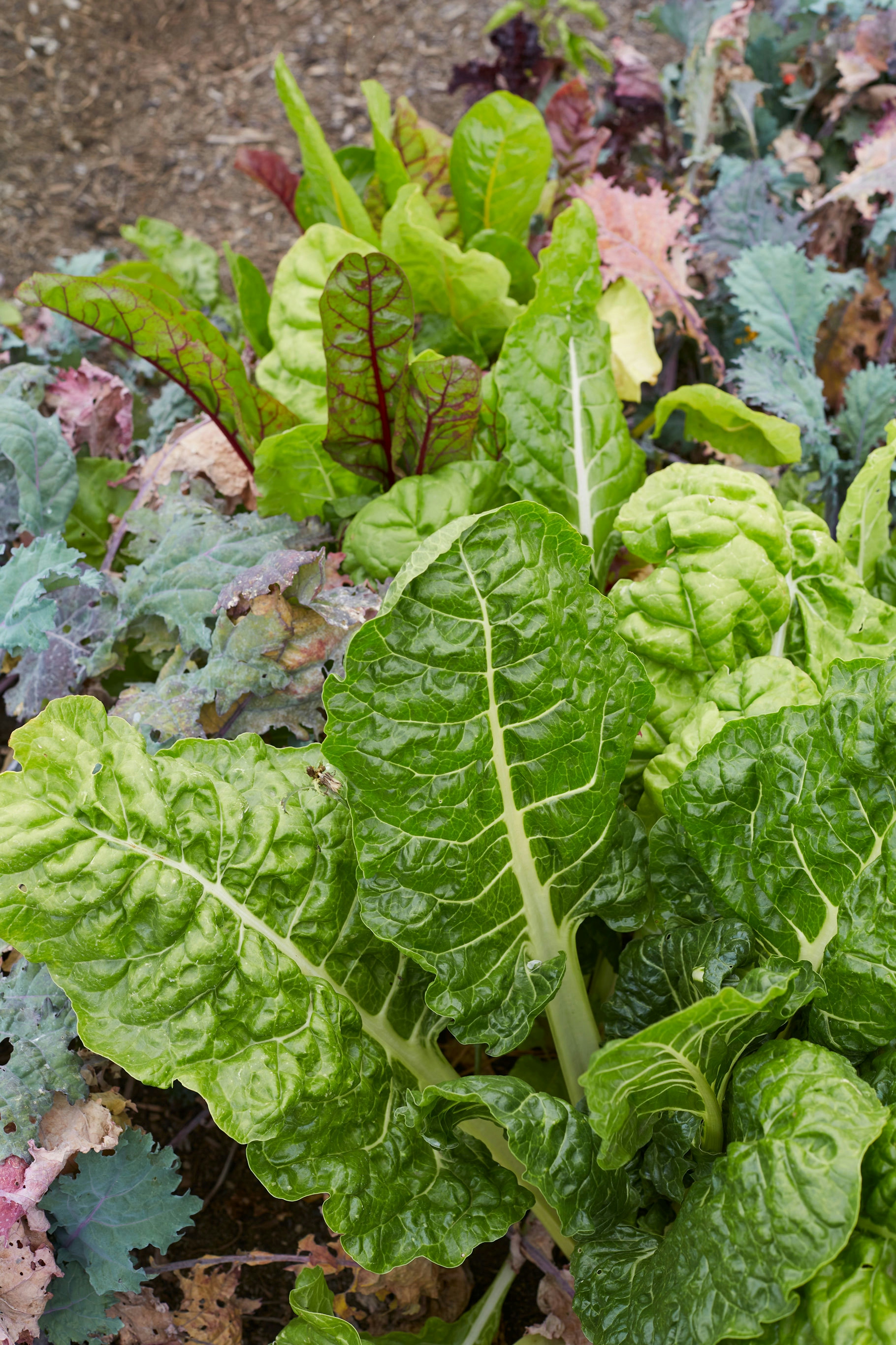 N Woo XWD Nursery Mara Kai Feb20210644 web