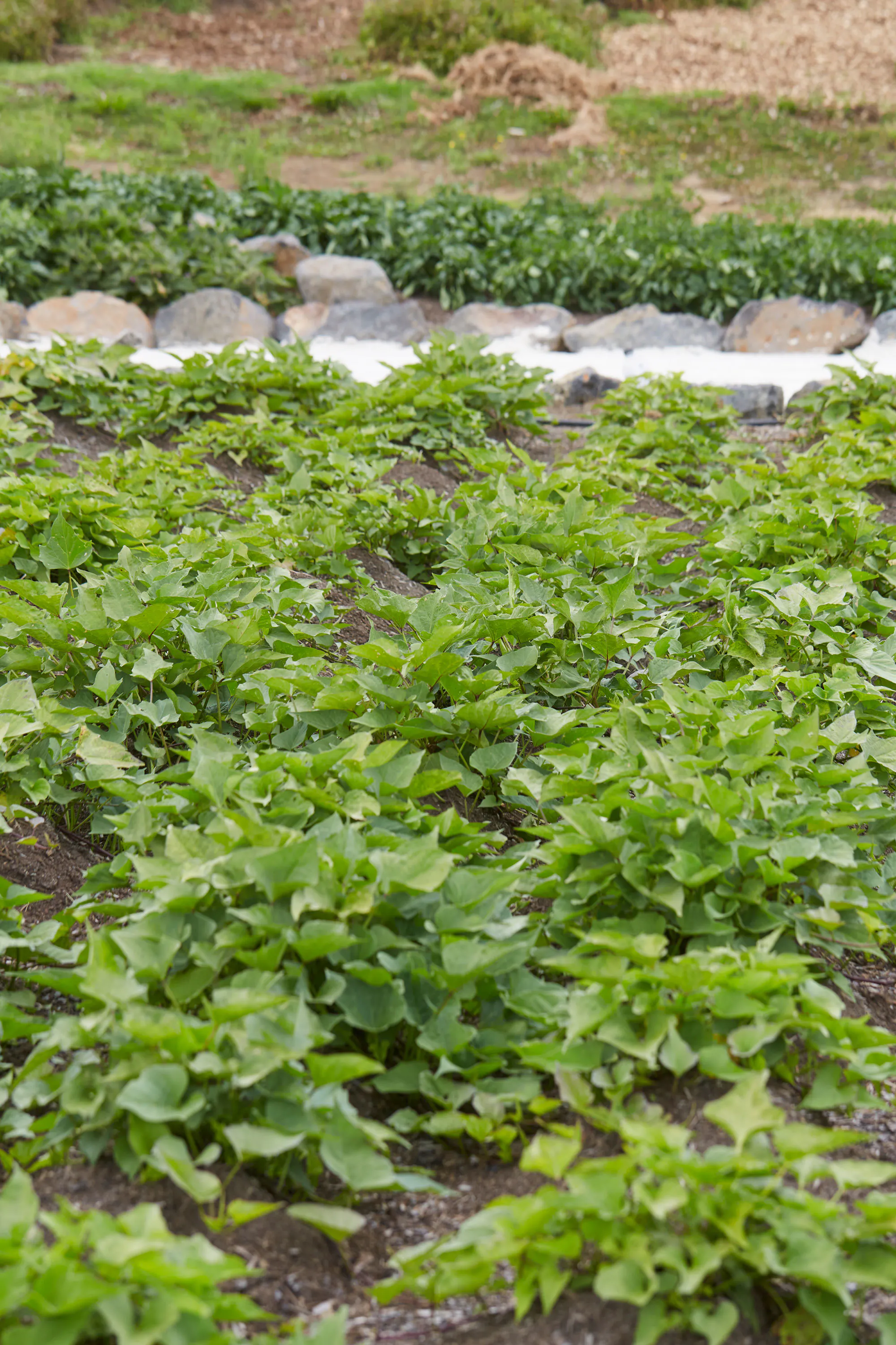 N Woo XWD Nursery Mara Kai Feb20210732 web