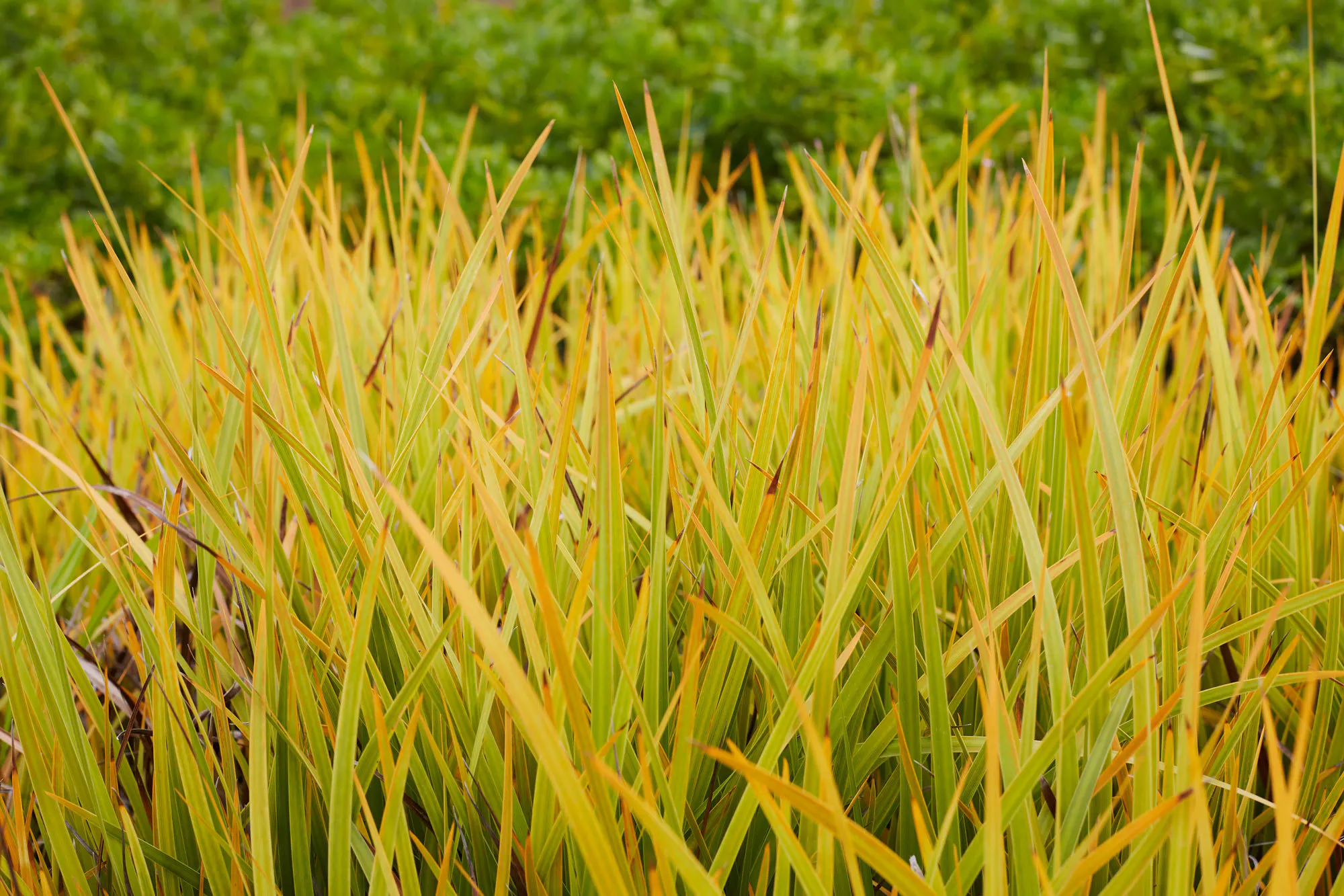 N Woo XWD Nursery Mara Kai Feb20210397 web
