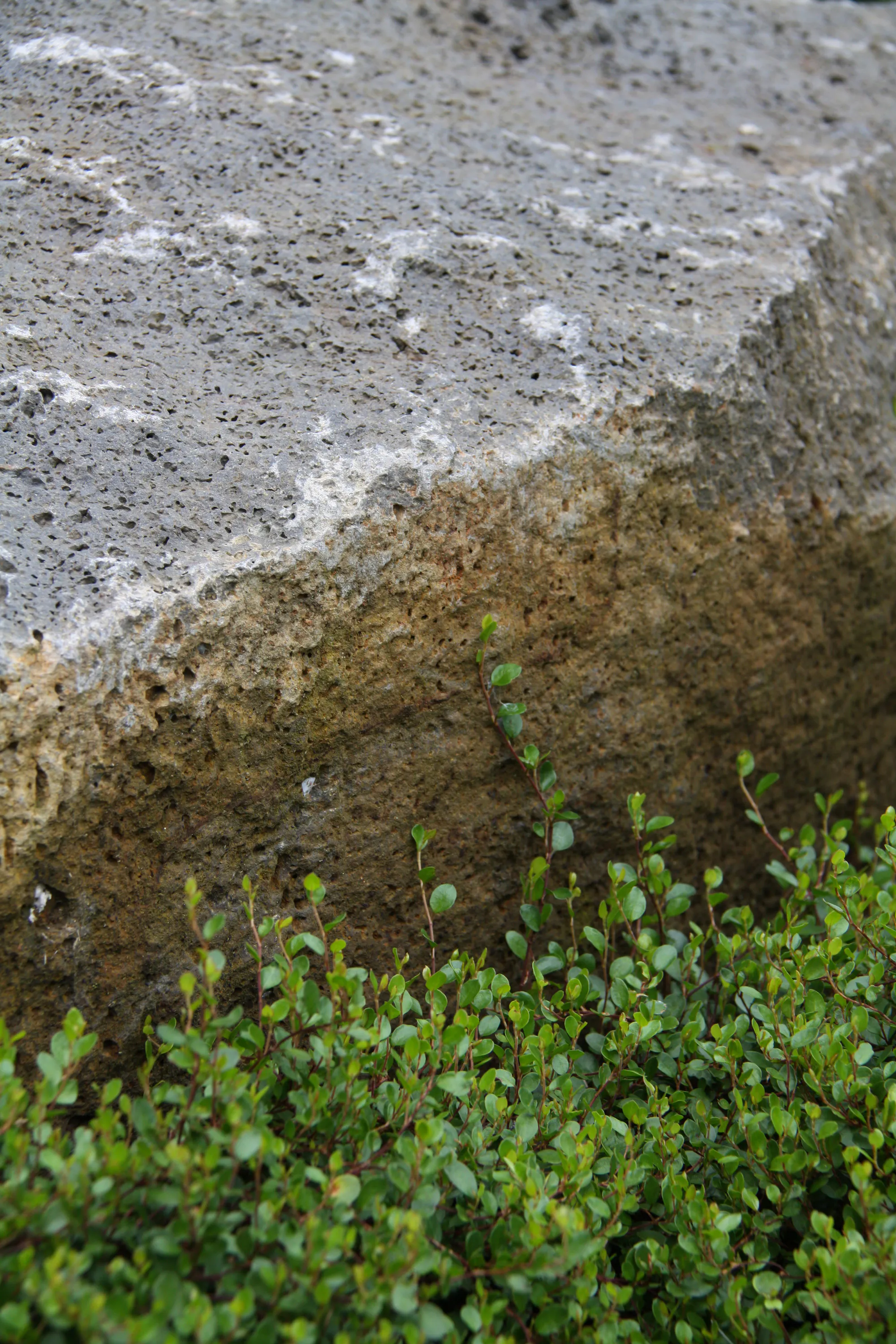 ZC 9608 web
