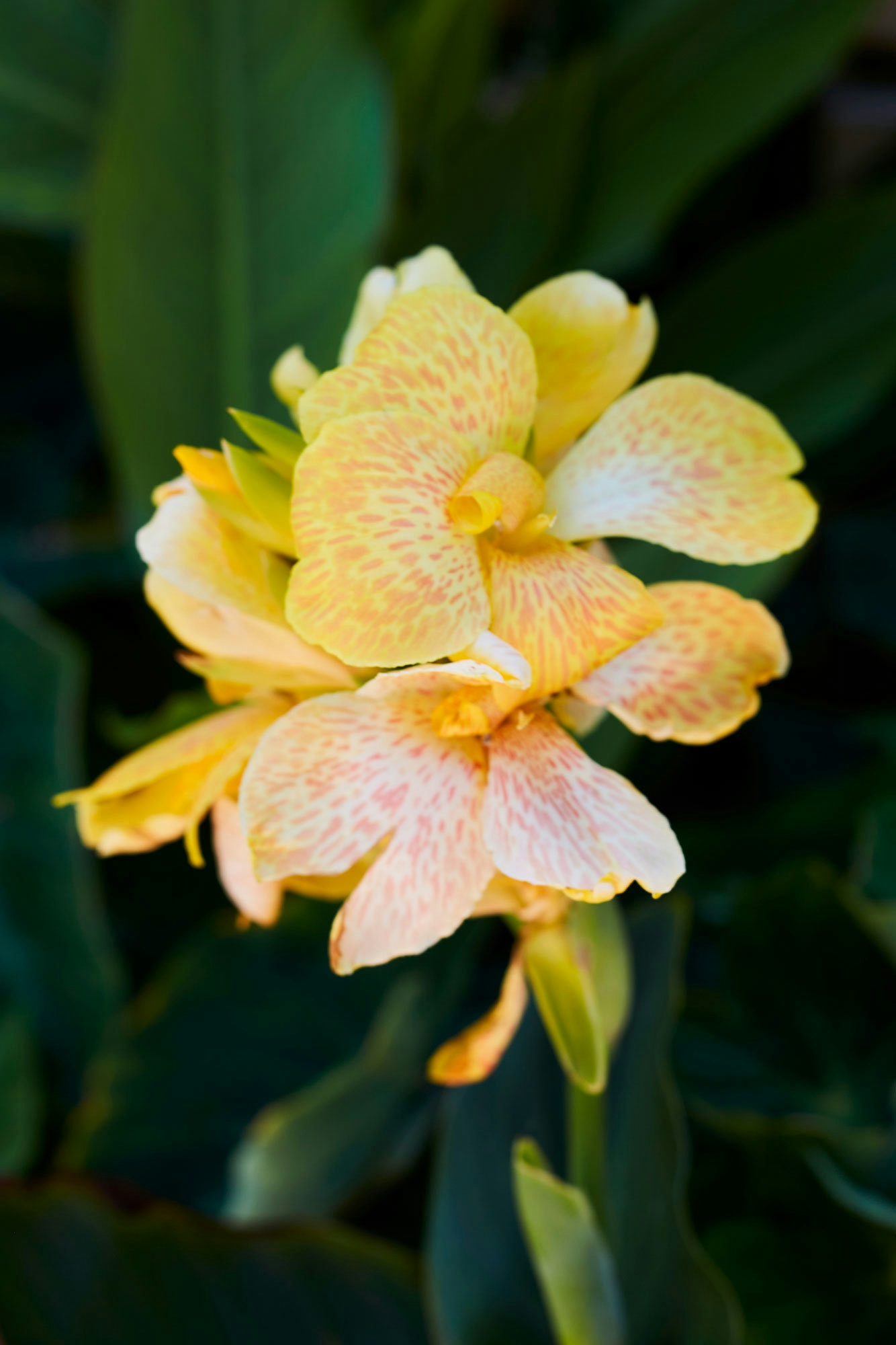 N Woo XWD Gardens Summer2021 0535 web